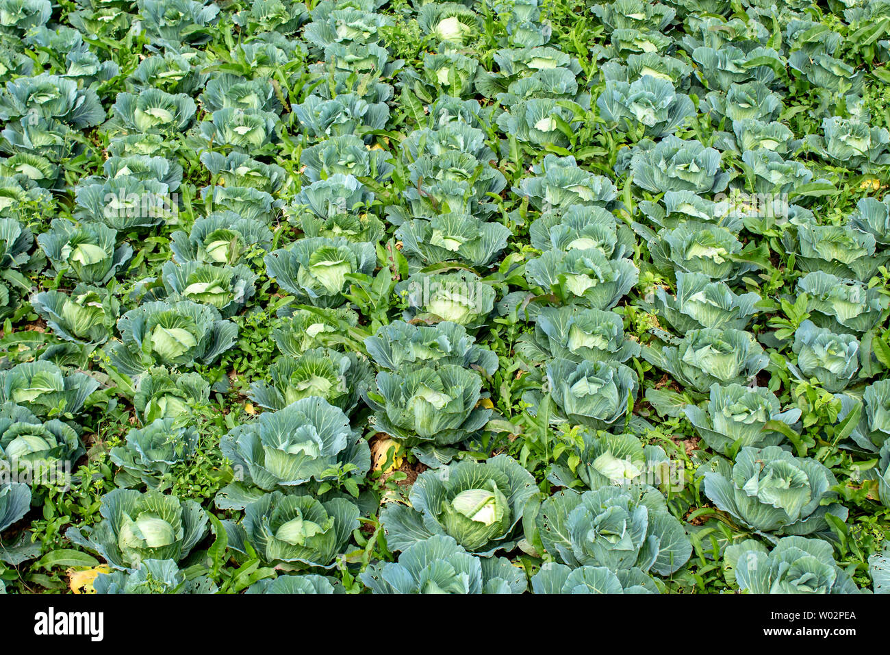 Cabbage grown on the farm land. Stock Photo