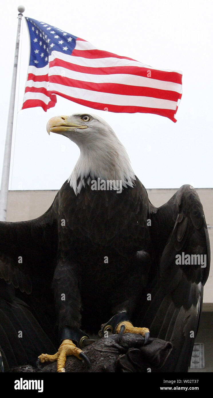 A bald eagle from the World Bird Sanctuary passes by the Soldiers