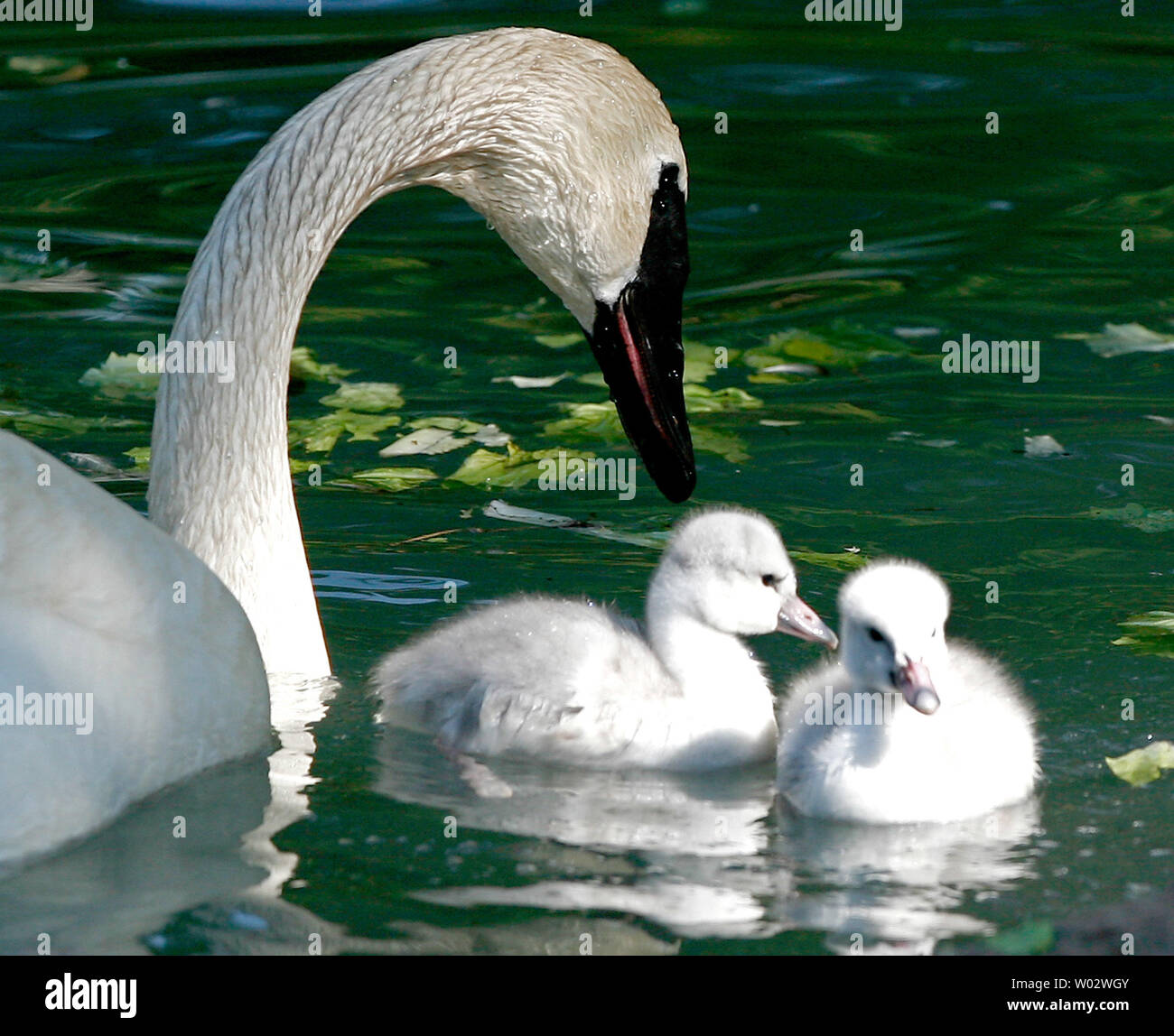 A female trumpeter swan swims with her newly hatched at Lincoln