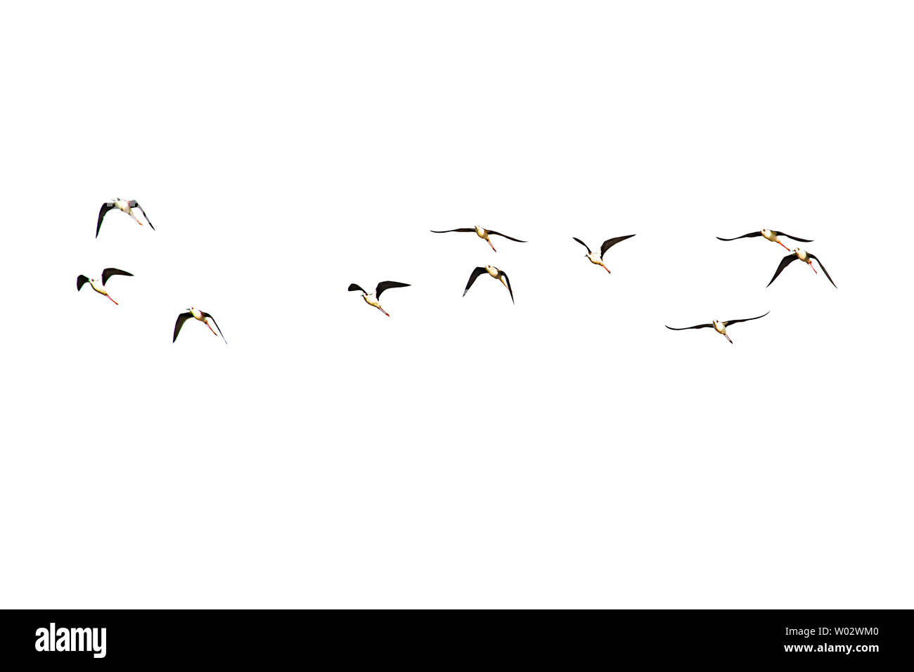 Isolated Flocks of birds flying on a white background. Stock Photo