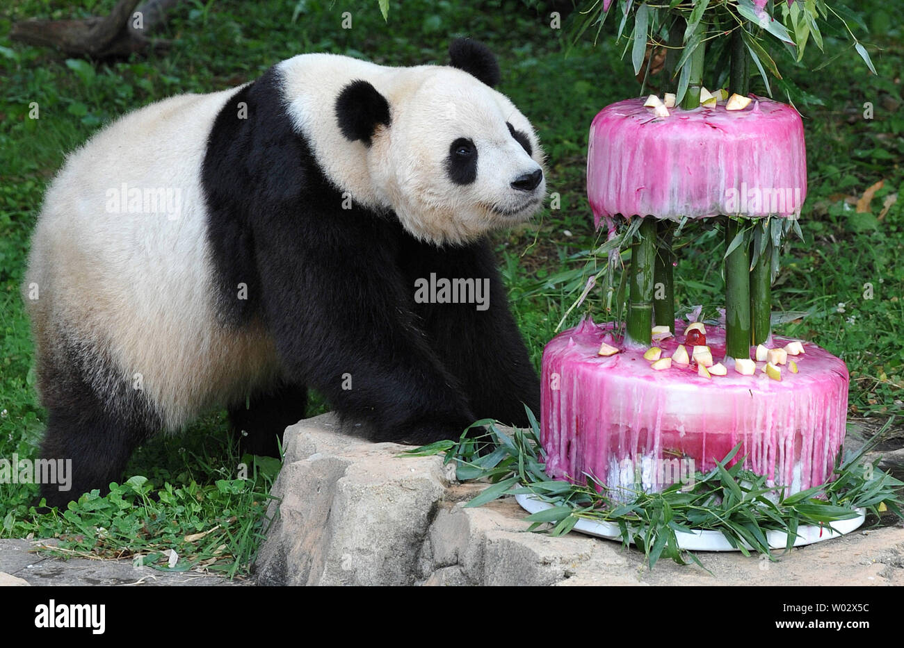 Tai Shan Eyes Up His Birthday Cake At The Smithsonian National Zoological Park In Washington On July 9 09 The Zoo Held An Event To Celebrate The Panda S Fourth Birthday With A