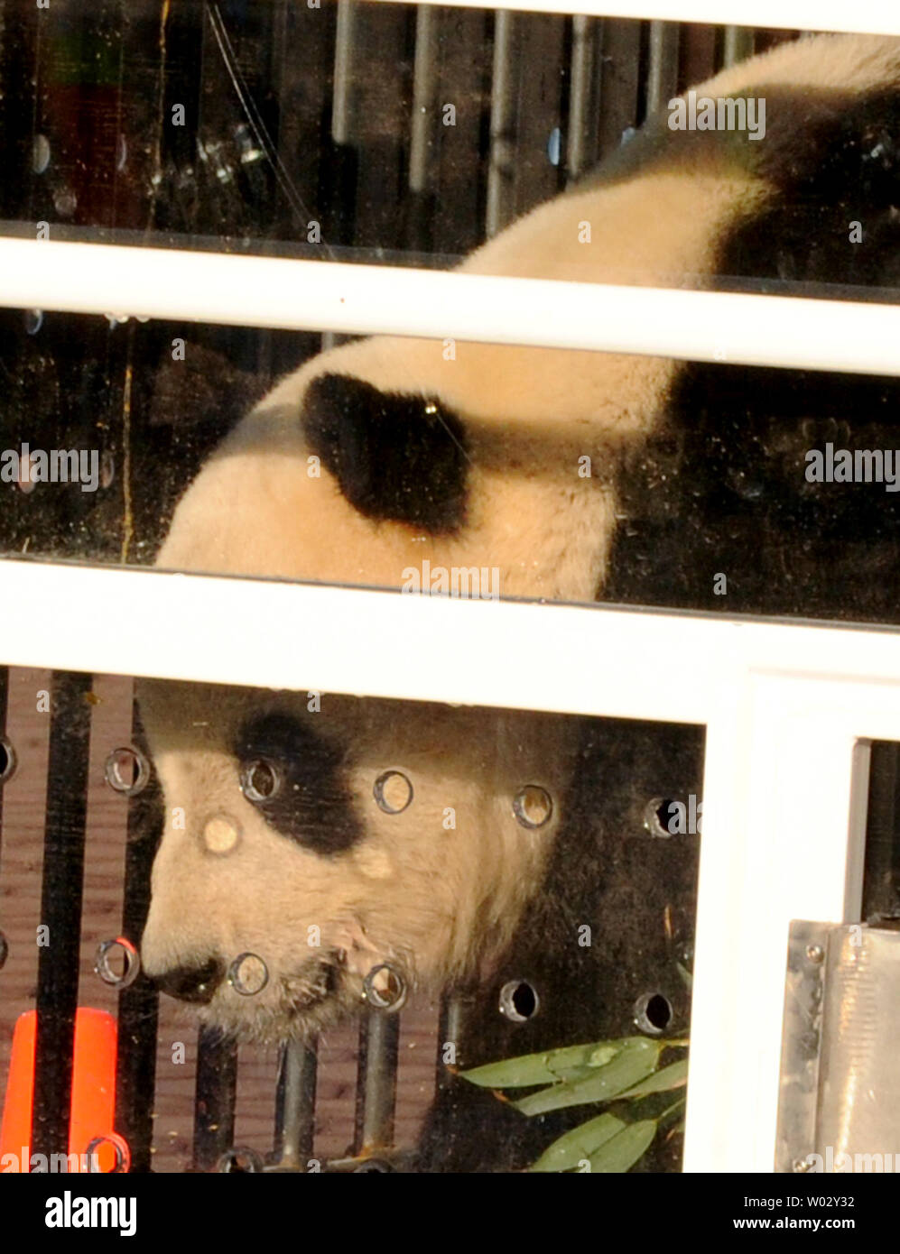 Giant Panda Tai Shan peers from his shipping crate at the National Zoo