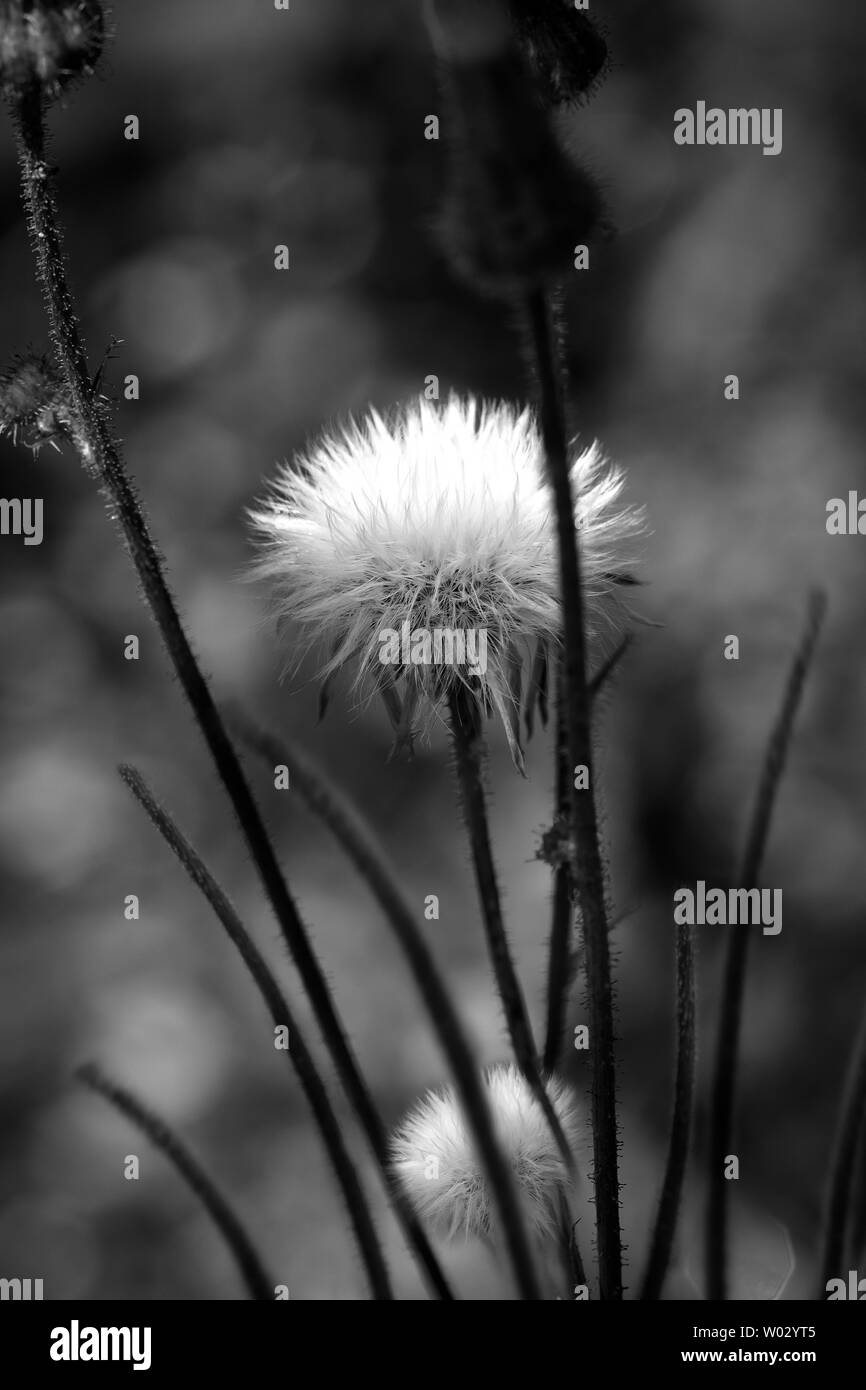 White Wild Flower on blurry Background. in Black and White Stock Photo