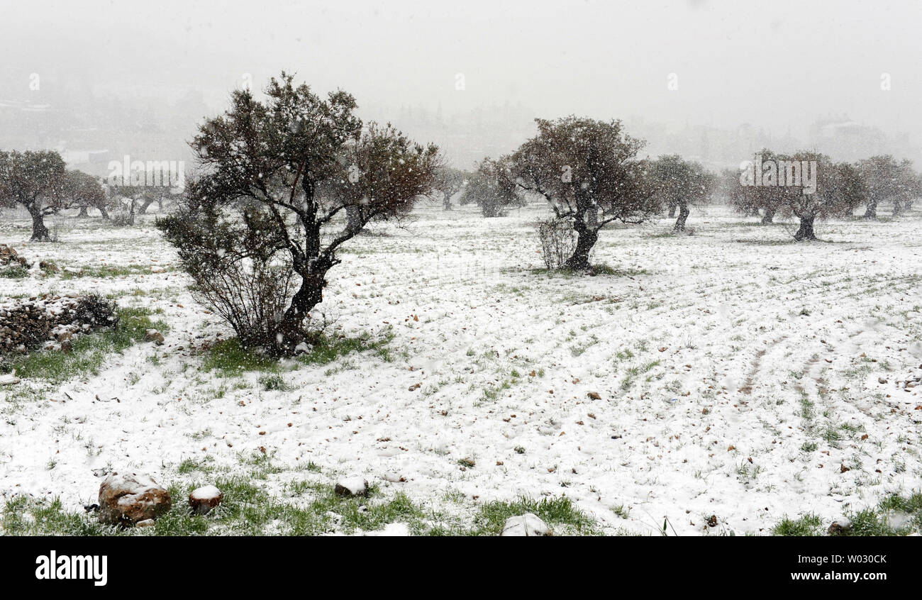 A rare winter snow storm fall on olive trees on the Mount of Olives in  Jerusalem, March 2, 2012. Residents of Jerusalem woke to 1.575 inches of snow in the first snow fall in Jerusalem in more than two years.  UPI/Debbie Hill Stock Photo