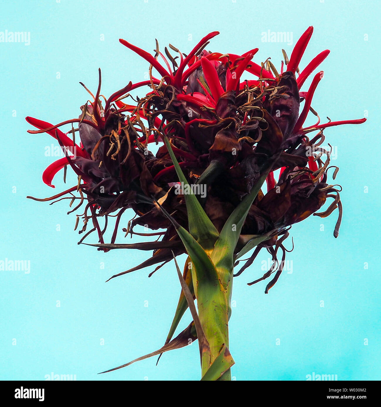 Gymea lily hires stock photography and images Alamy