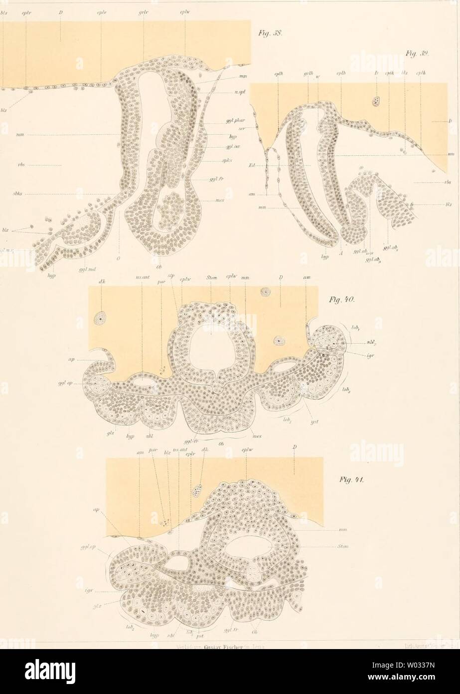 Archive image from page 170 of Die Embryonalentwickelung von Dermapteren und Stock Photo