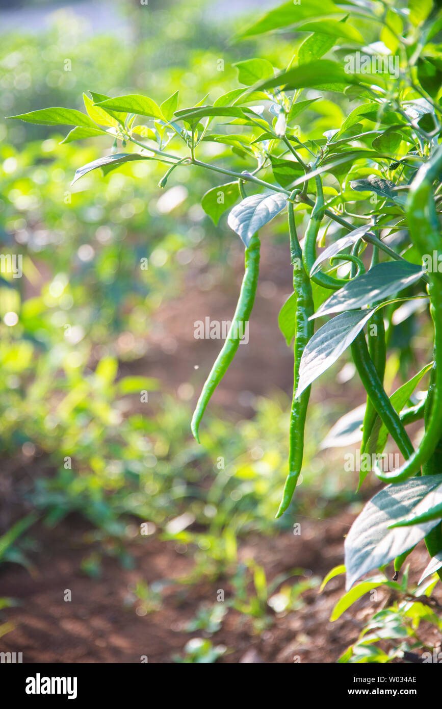 Grow chilli pepper seeds hires stock photography and images Alamy