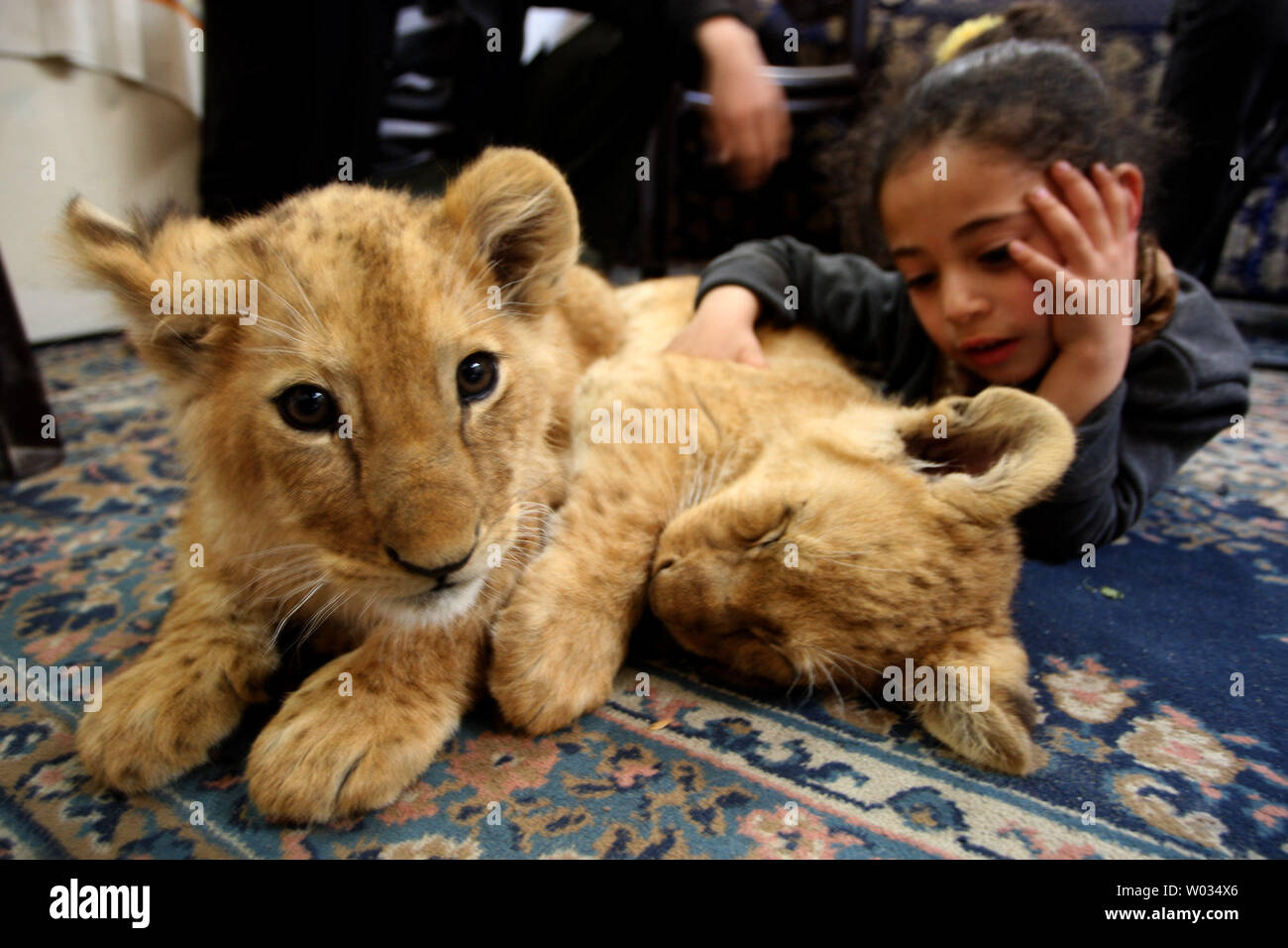 The grandchild of Palestinian Saad al-Jamal, play with a lion cub inside their family house in the Rafah refugee camp in the southern Gaza Strip, on March 19, 2015. Al-Jamal said he bought a pair of two-month-old cubs from the Rafah Zoo which were believed to have been smuggled into Gaza through a tunnel along the border with Egypt nearly three years ago.  Ahmed Juma, a owner of the zoo said, the zoo could no longer provide for them. Photo by Ismael Mohamad/UPI Stock Photo