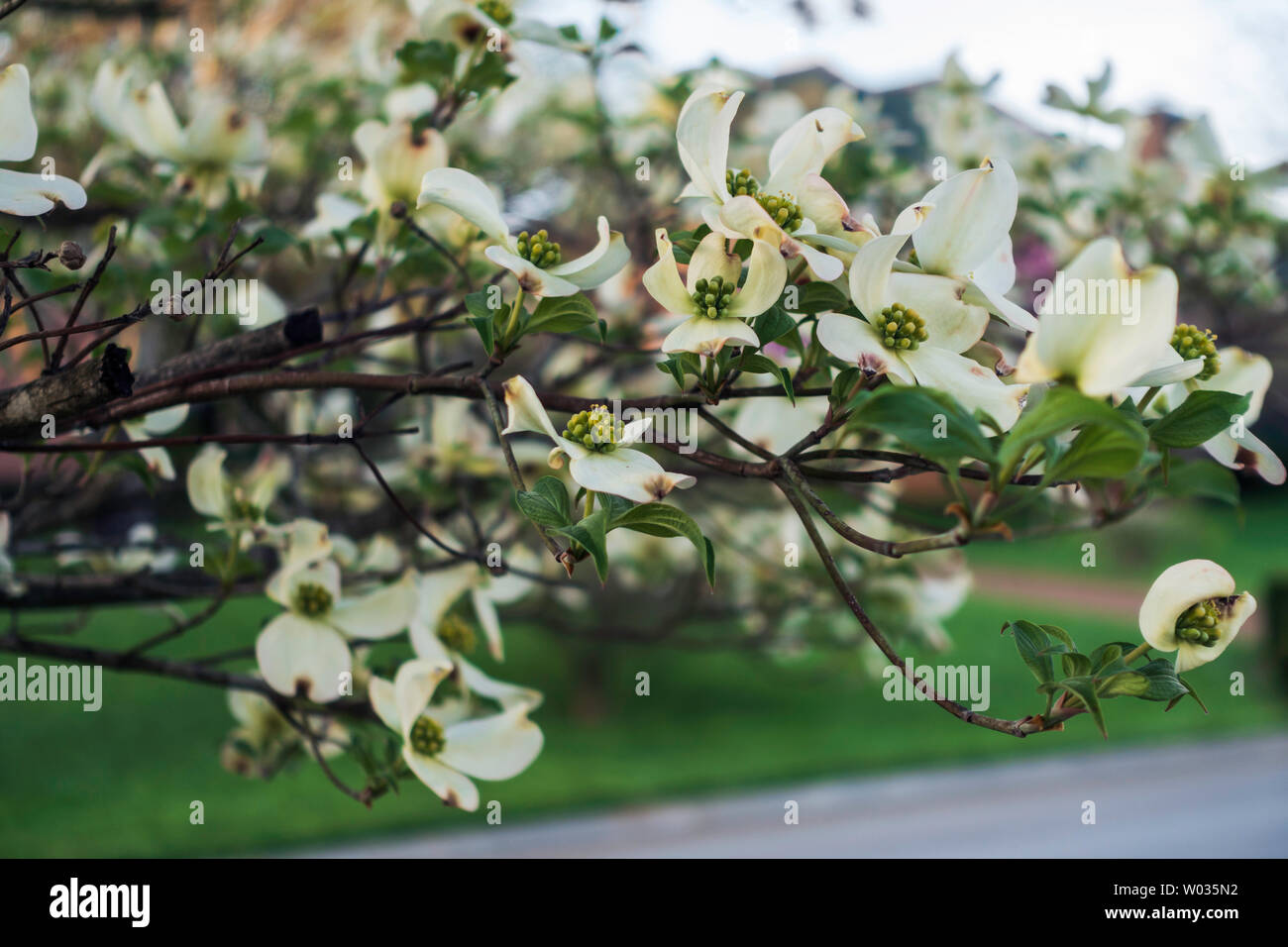 Branches of white flowering dogwood, Cornus florida, Bethamidamidia florida (L.) Spach. USA. Stock Photo