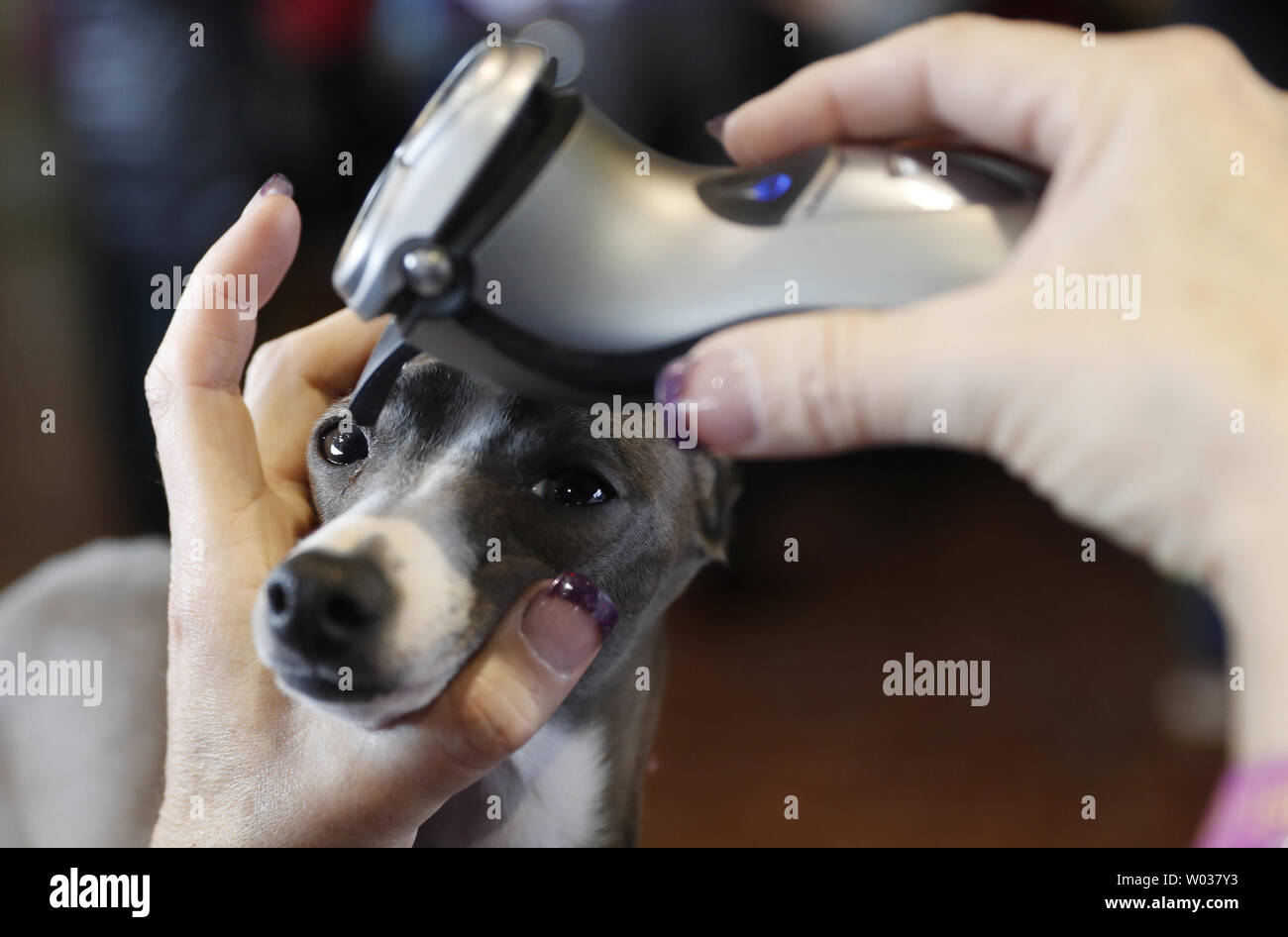 italian greyhound kennel club