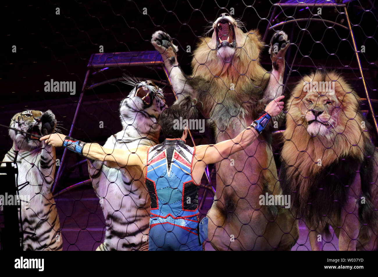 A Circus trainer performs stunts and tricks Lions and Tigers on the