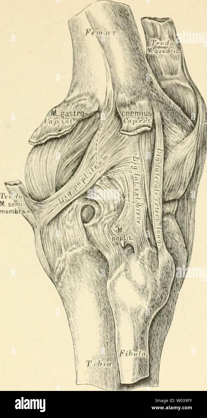 Archive image from page 182 of Die descriptive und topographische Anatomie. Die descriptive und topographische Anatomie des Menschen  diedescriptiveun00heit Year: 1896  Kniegeli uk. 143    22(1. Die hintere and äussere Seite des rechten Kniesrelen kes. Pas rundliche Süssere Seitenband zieht von der Tuberös rni des Schenkelknochens zum Wadenbrinküpfehen. Dasselbe liegt ausserhalb der dünnen fibrösen Kapsel, welche an der hinteren und äusseren Seite des Gelenkes durch lilu-üsi' Fasern verstärkt wird. 1&gt;&gt;t in der Kniekehle liegende stärkere Faserzug wird als Kniekehlenband, Ligamentum popli Stock Photo