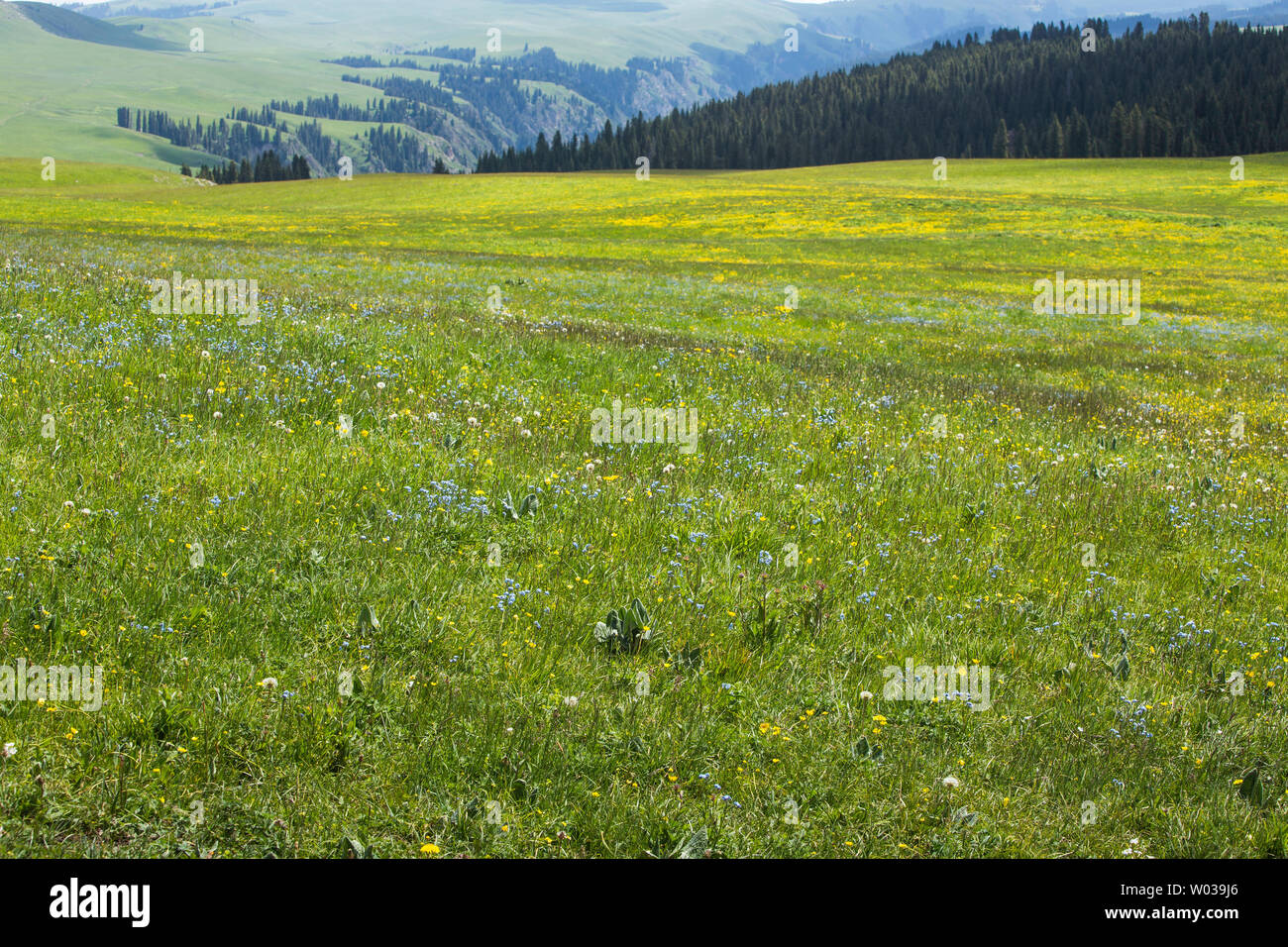Karajun prairie in the middle of summer, five-flower meadow, beautiful pole. Stock Photo