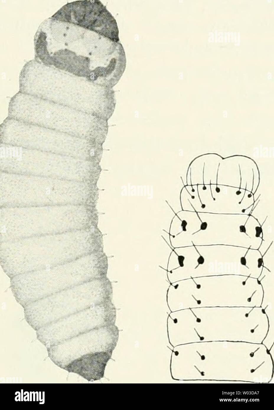 Archive image from page 188 of Die forstinsekten Mitteleuropas Ein lehr