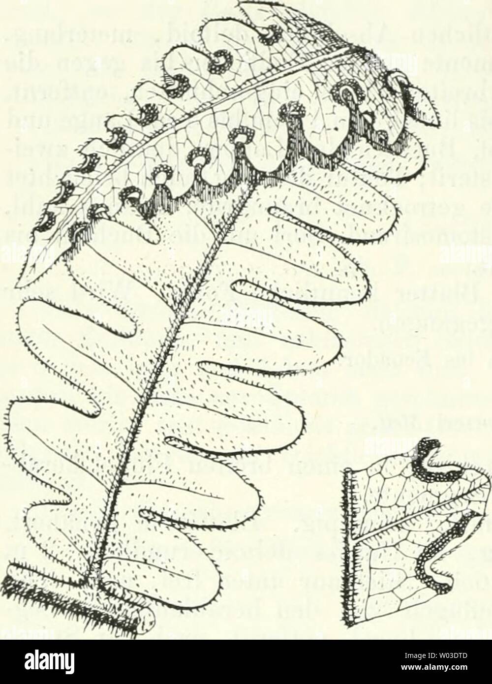 Archive image from page 189 of Die Farnkräuter der Erde . Die Farnkräuter der Erde : beschreibende Darstellung der geschlechter und wichtigeren Arten der Farnpflanzen mit besonderer Berücksichtigung der Exotischen  diefarnkruterd00chriuoft Year: 1897  174 Zweiter Theil. Beschreibung der Gruppen, Geschlechter und Arten. 529. P. pubescens (WiUd.). Der vorigen Art ähnlich, aber Fiodern breiter, Segmente weniger zahlreich, stumpf, Nerven reichlich anastomosirend, Maschen regelmässig, sechseckig; Sori in den halbrunden Buchten der Fiederchen (II. Ordn.) und in zwei oder drei Buchten der Segmente be Stock Photo