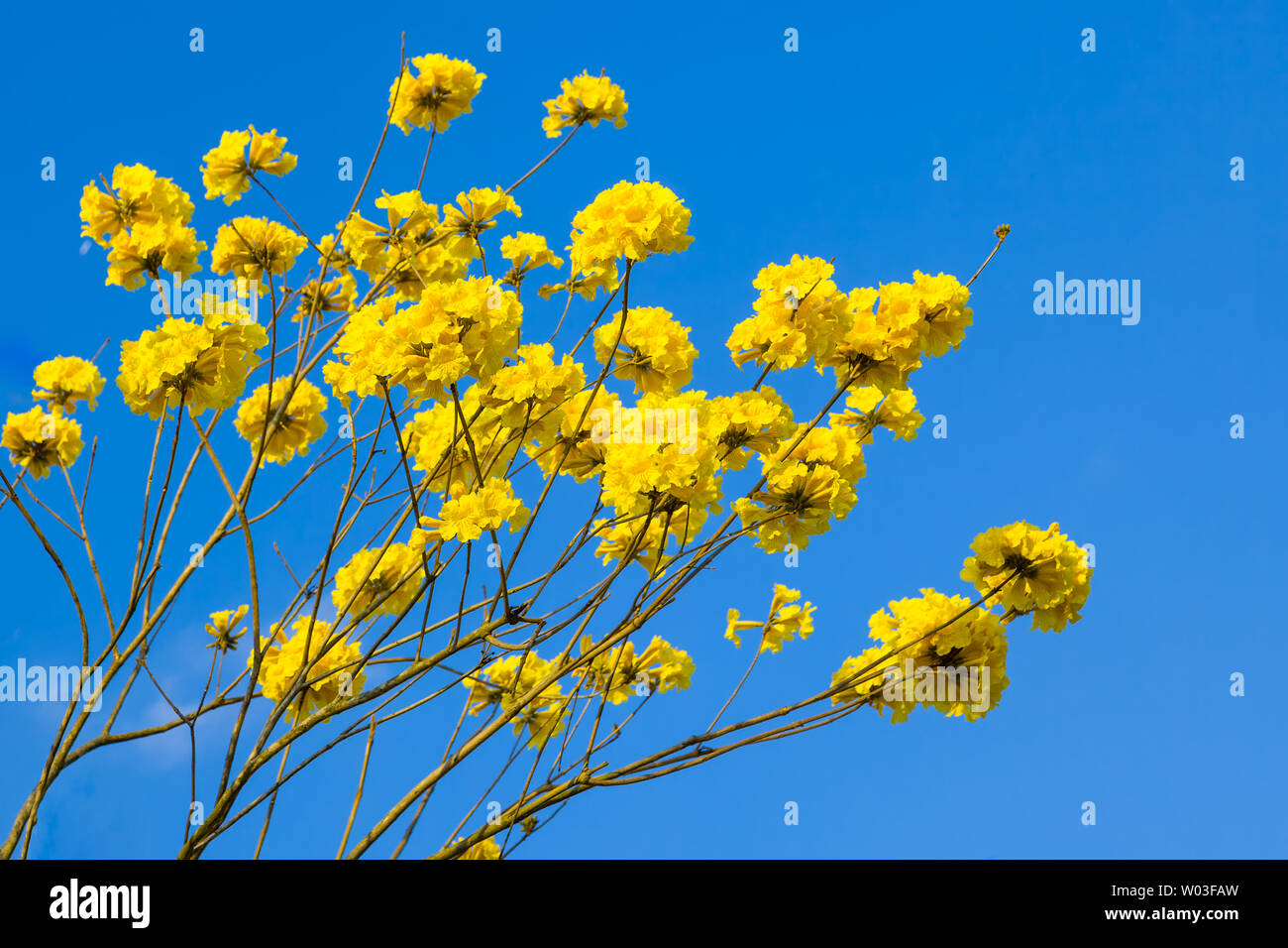 Yellow tabebuia flowers blossom on the blue sky background,Fuzhou,China Stock Photo