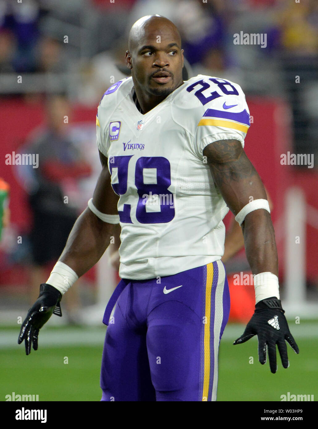 Minnesota Vikings running back Adrian Peterson stretches before the Vikings-Arizona  Cardinals game at University of Phoenix Stadium in Glendale, Arizona,  December 10, 2015. Photo by Art Foxall/UPI Stock Photo - Alamy