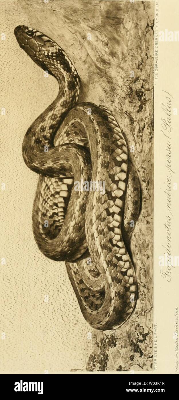 Archive image from page 204 of Die europaeischen Schlangen  Kupferdrucktafeln. Die europaeischen Schlangen : Kupferdrucktafeln nach Photographien der lebenden Tiere  dieeuropaeischen00stei Year: 1913-1931. Stock Photo