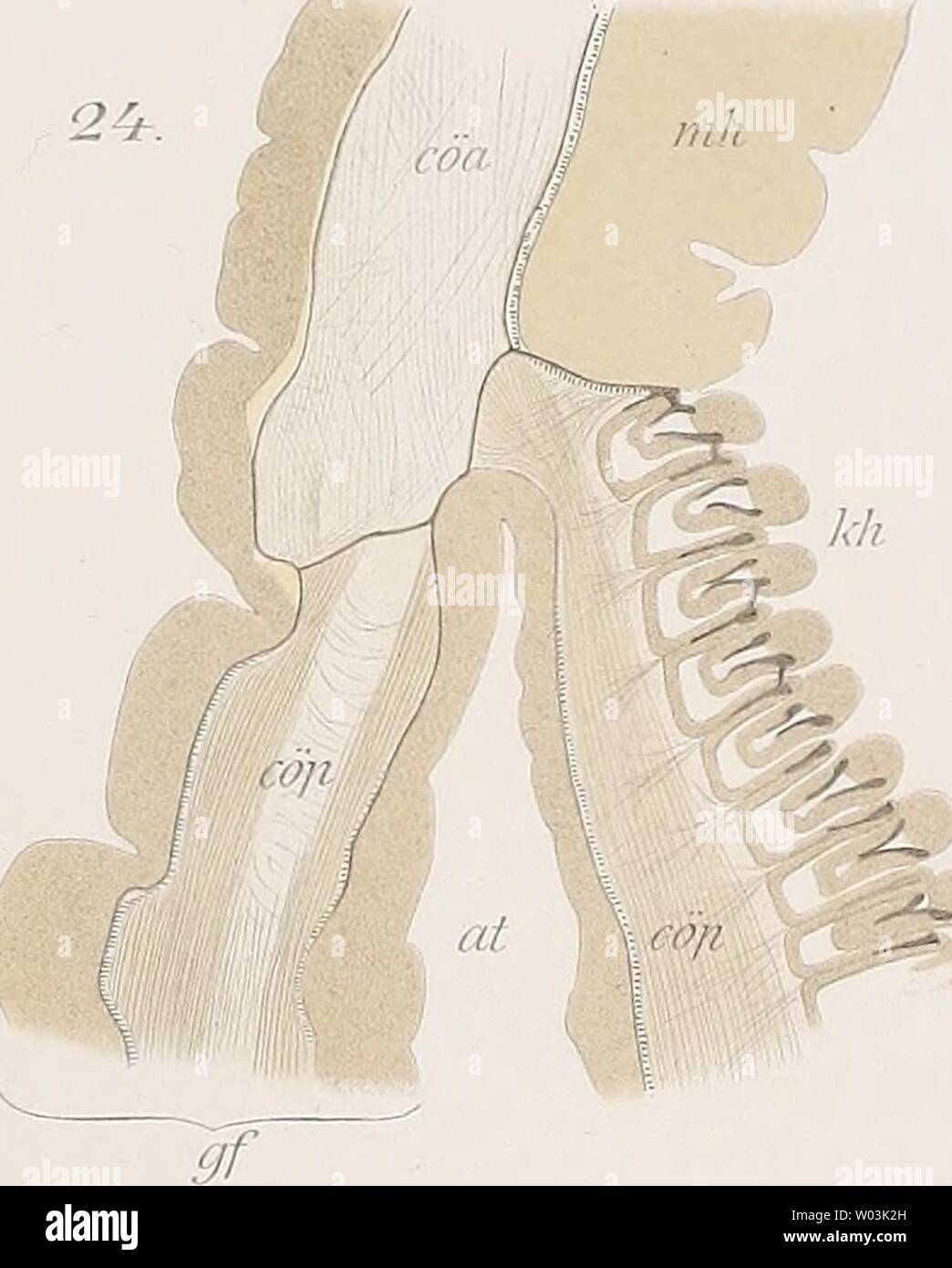 Archive image from page 204 of Die Enteropneusten des Golfes von. Die Enteropneusten des Golfes von Neapel und der angrenzenden Meeres-Abschnitte  dieenteropneuste02spen Year: 1893  (0]l wm '1 i T 1 I â â rv :/.:&gt;.    /Z 16.  Stock Photo