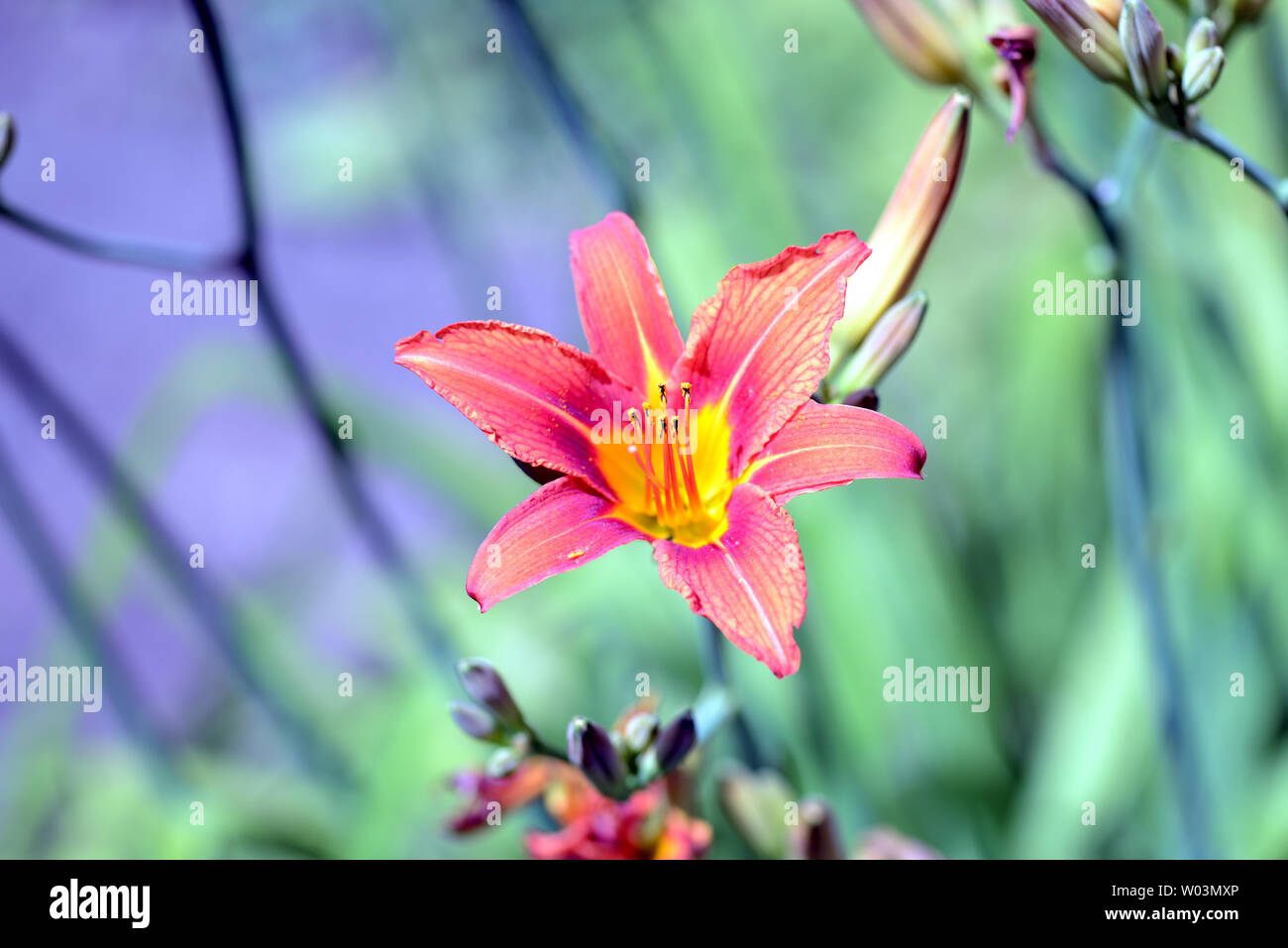 Beautiful orange lily in the summer garden close up Stock Photo
