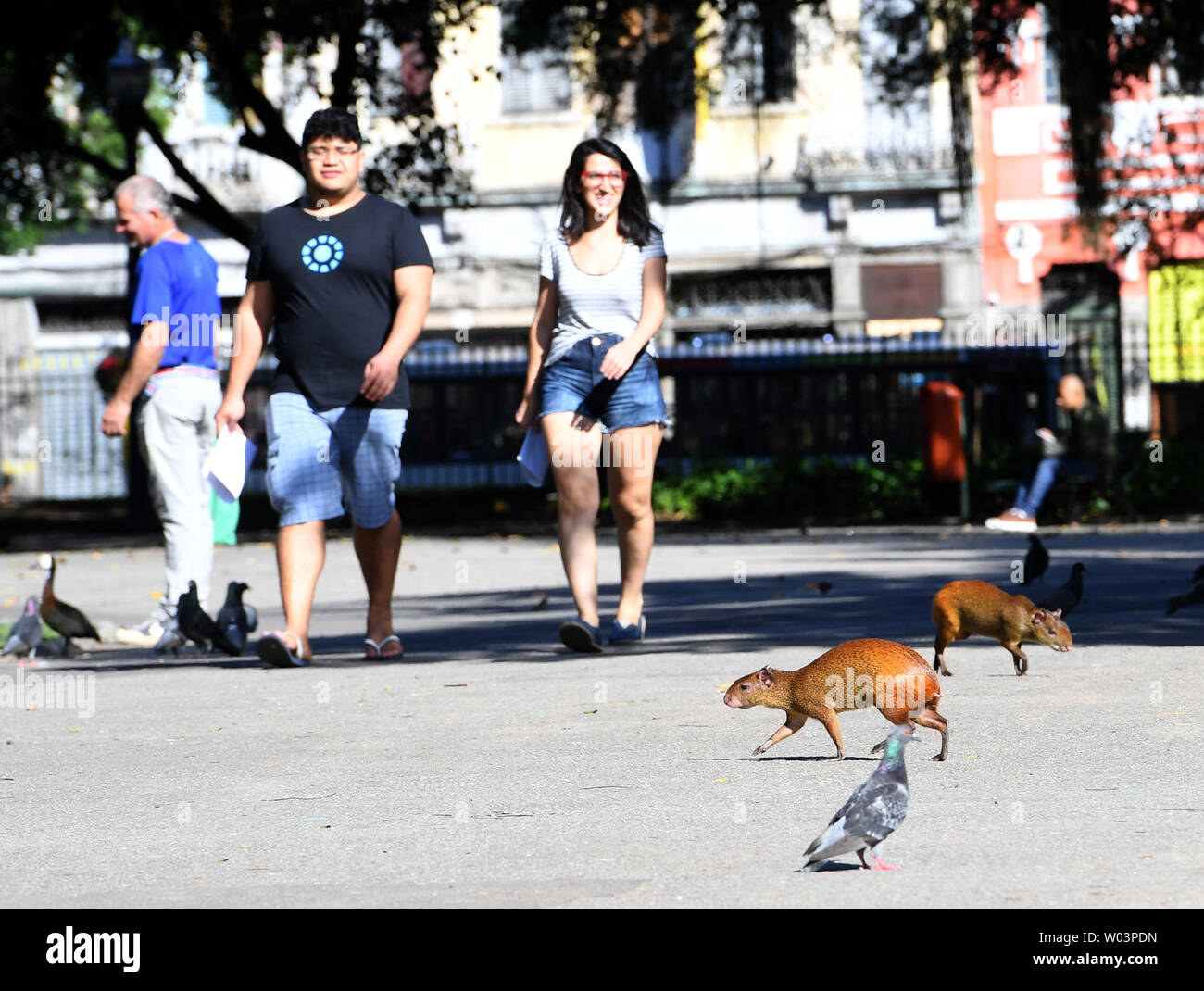Capybaras wander about looking for food as walkers pass at Campo de Santana in Rio de Janeiro, Brazil, August 24, 2016. The Capybara is a close relative of the guinea pig and the world's largest rodent.    Photo by Terry Schmitt/UPI Stock Photo