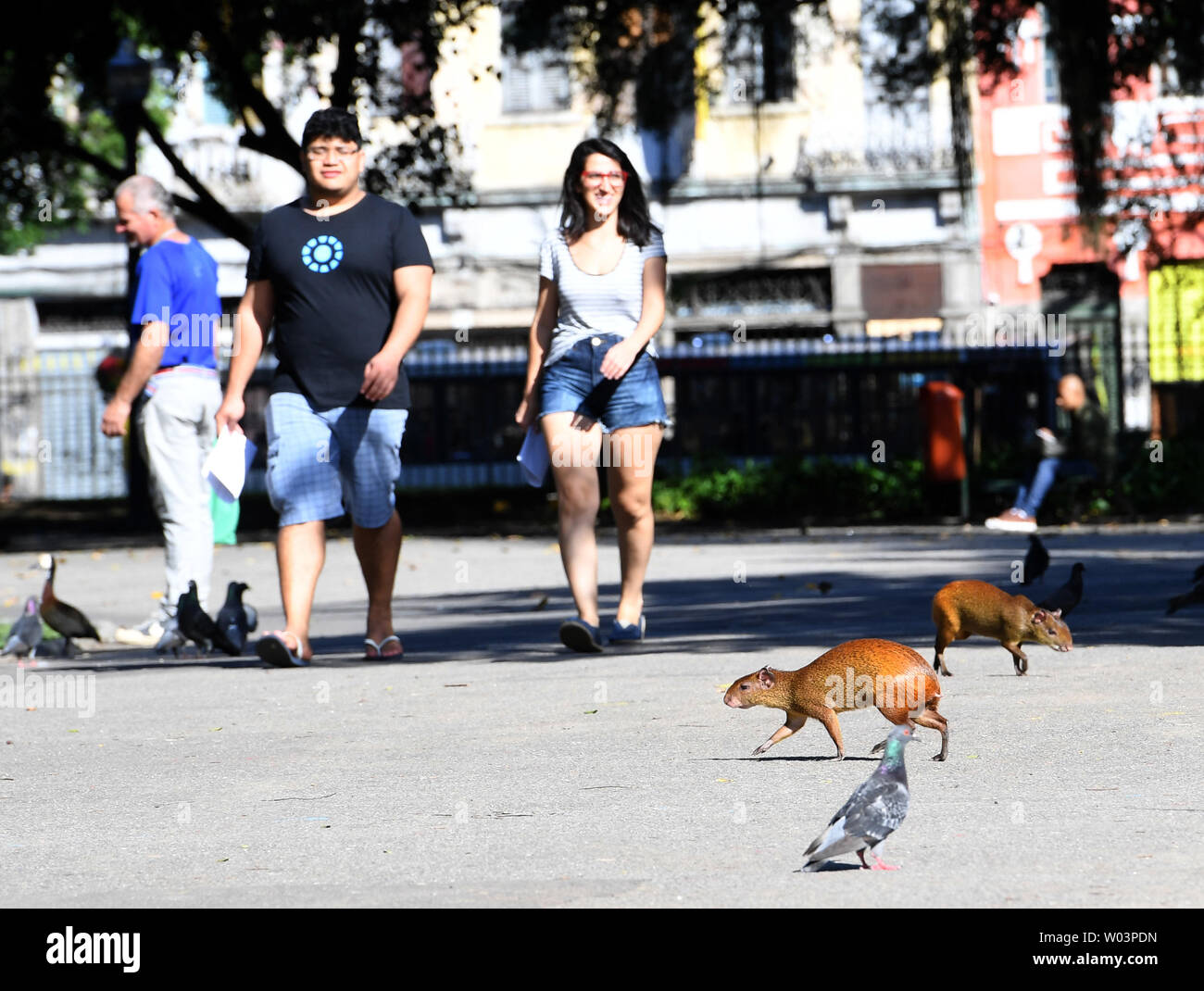 Photo Of A Capybara High Resolution Stock Photography and Images - Alamy
