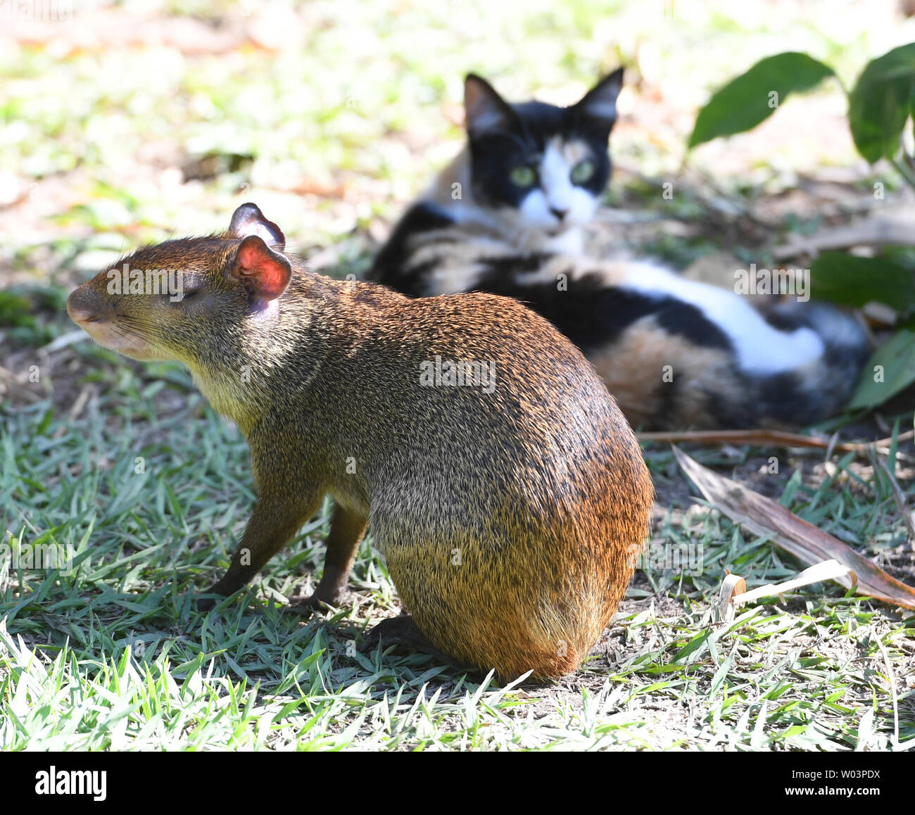 An agouti sits by a ferel cat at Campo de Santana in Rio de Janeiro, Brazil, August 24, 2016. The agouti is a close relative of the guinea pig. Photo by Terry Schmitt/UPI Stock Photo