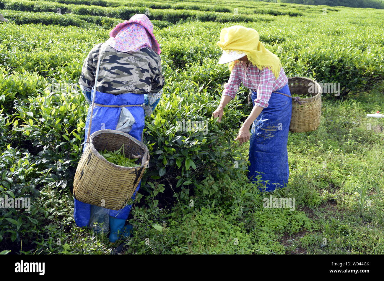 Hainan farm hires stock photography and images Alamy