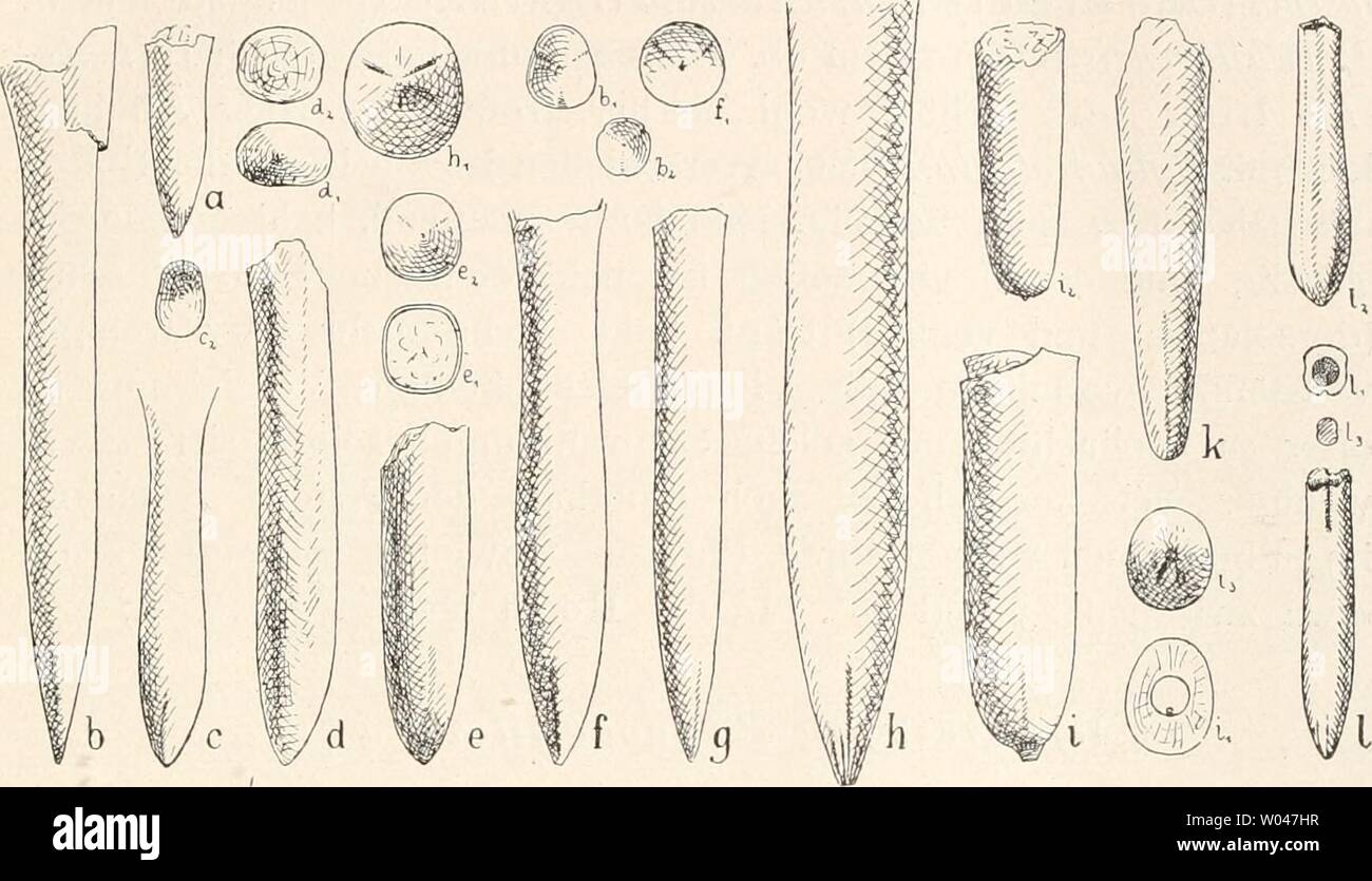 Archive image from page 242 of Die fossilen Tintenfische; eine paläozoologische. Die fossilen Tintenfische; eine paläozoologische Monographie  diefossilentinte00naef Year: 1922  c) Die Unterfamilie der Passoloteuthinae nov. 233 mehr oder weniger gleichsinnig mit dem der erwachsenen schlank- zylindrischen Rostren (vgl. z.B. Phillips 1866,Taf, 10, Fig. 26 S.: P. laevis Simpson und Taf. 6, Fig. 16 S.: P. apicicurvata). Die Exzentrizität ist unbedeutend, der Querschnitt oval bei geringer    Fig. 85. Zur Herausbildung und Abwandlung des Paxillosenrostrums (in halber Größe). a „B. breviformis amaltk Stock Photo