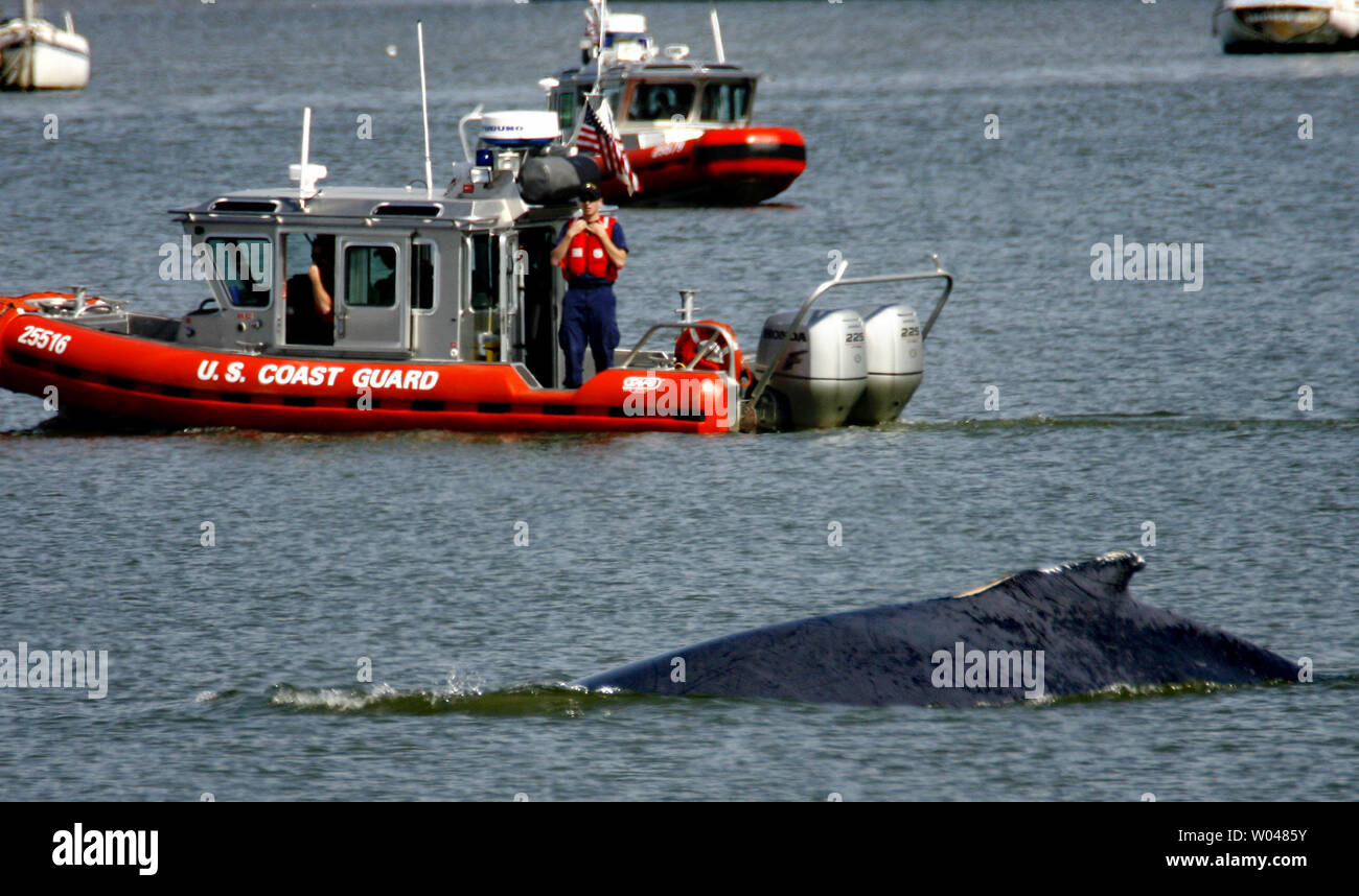 U.S. Coast Guard personal watch as a humpback whale swims in the Port of Sacramento, West Sacramento California, on May 17, 2007. Two humpback whales, a mother and her calf, swum up the deep water shipping channel to the Port of Sacramento late Tuesday. Experts will use underwater microphones emitting whale sounds in an attempt to lure the whales back out to the open ocean.   (UPI Photo/Ken James) Stock Photo