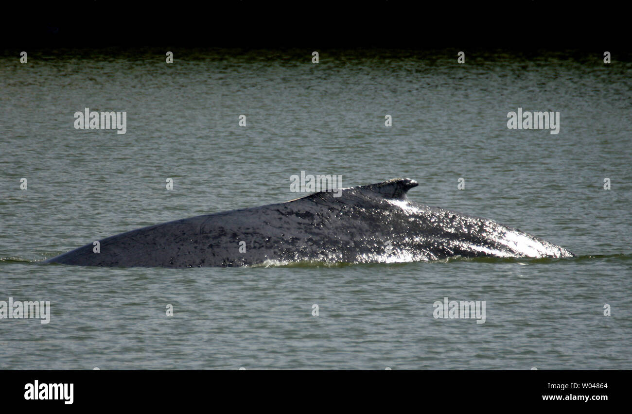 A humpback whale swims in the Port of Sacramento, West Sacramento, California, on May 17, 2007. Two humpback whales, a mother and her calf, swum up the deep water shipping channel to the Port of Sacramento late Tuesday.  Experts will use underwater microphones emitting whale sounds in an attempt to lure the whales back out to the open ocean.   (UPI Photo/Ken James) Stock Photo