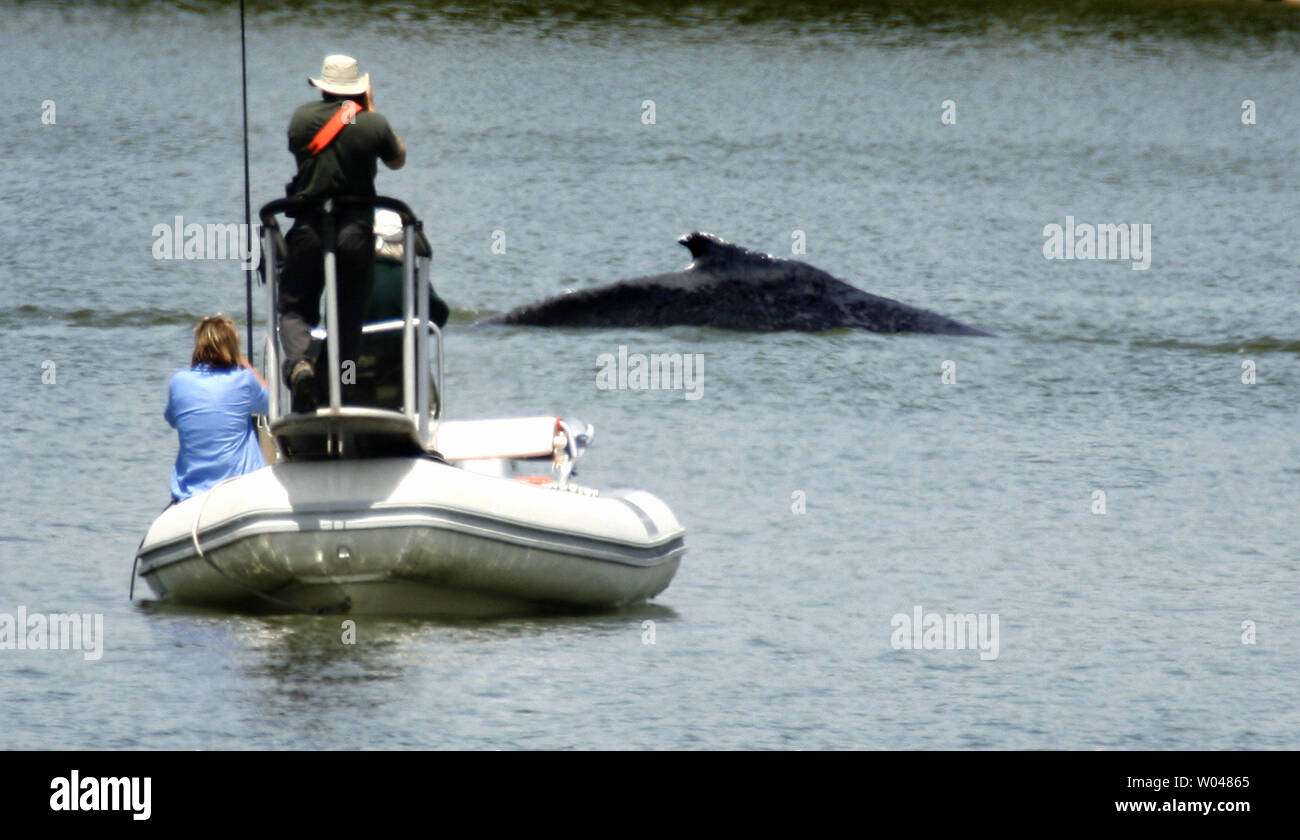 Experts from the Marine Mammal Center watch as a humpback whale swims in the Port of Sacramento, West Sacramento, California, on May 17, 2007. Two humpback whales, a mother and her calf, swum up the deep water shipping channel to the Port of Sacramento late Tuesday. Experts will use underwater microphones emitting whale sounds in an attempt to lure the whales back out to the open ocean.   (UPI Photo/Ken James) Stock Photo