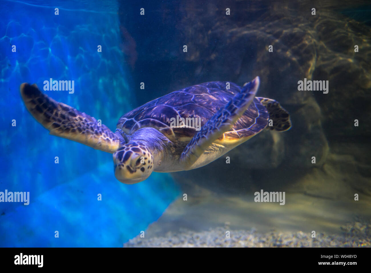 Aquarium box, turtle, fish Stock Photo Alamy