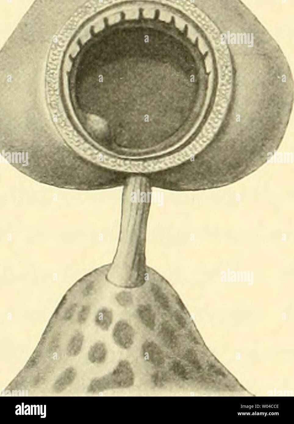 Archive image from page 253 of Die Cephalopoden (1910). Die
