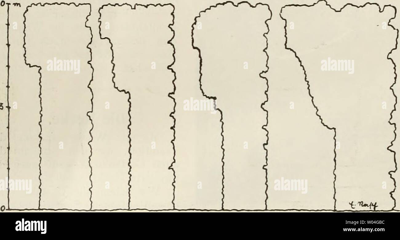 Archive image from page 261 of Die Gartenkunst (1899). Die Gartenkunst diegartenkunst15deut Year: 1899 Abb. Heckenquerschnitle. mmwm Originalzeichnung von E. Rasch, Stuttgart. Terrain weit schöner und interessanter als dies mit freientwickelten Gehölzen im bebauten auszubilden, möglich ist. Auch im offenen Garten warten noch ungezählte interessante Aufgaben ihrer Lösung, bei welcher die Hecke nicht fehlen darf. Ich darf wohl annehmen, daà das, was die Anlage, Pflege, den Schnitt, die Bewässerung usw., also das Technische betrifft, bei den Lesern der Gartenkunst bekannt ist, denn es geh Stock Photo