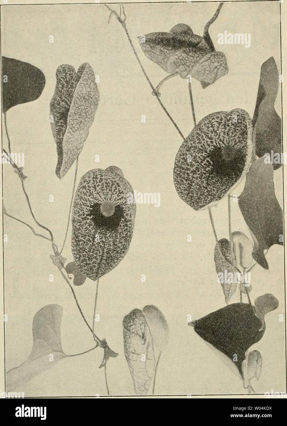 Archive image from page 269 of Die Gartenwelt (1897). Die Gartenwelt  diegartenwelt05berl Year: 1897  242 Die Gartenwelt. V,    Aristolochia elegans. Vom Verfasser für die ,Gartenwelt' photographisch aufgenommea bekannt, der Unterschied in der Temperatur der trocknen und der Regenperiode ist ganz unbedeutend. Während neun Monaten fällt fast gar kein Regen. Schnee gehört zu den Seltenheiten. In den Höhen, dem Standort von E. armata, verhindert die Seebrise fast jegliche Temperaturschwankungen. In den Niederungen sind sie jedoch bedeutender. Von einer Beschreibung der Pflanze möchte ich ab- sehe Stock Photo