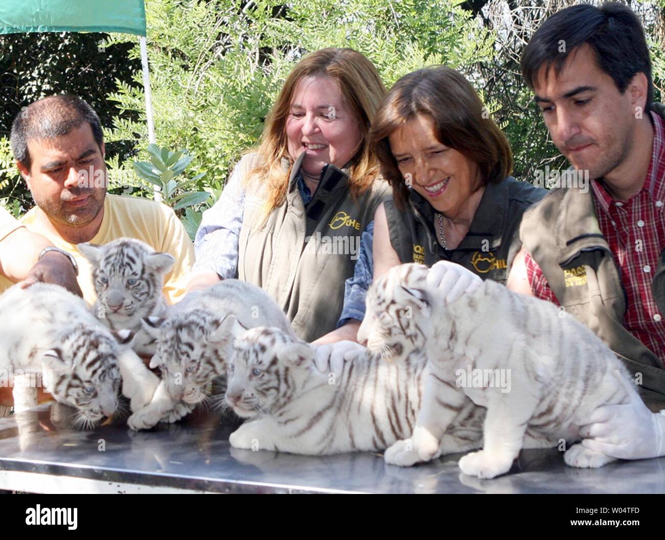 Rare white tiger cub dies at Liberec Zoo in Czech Republic - CBS News