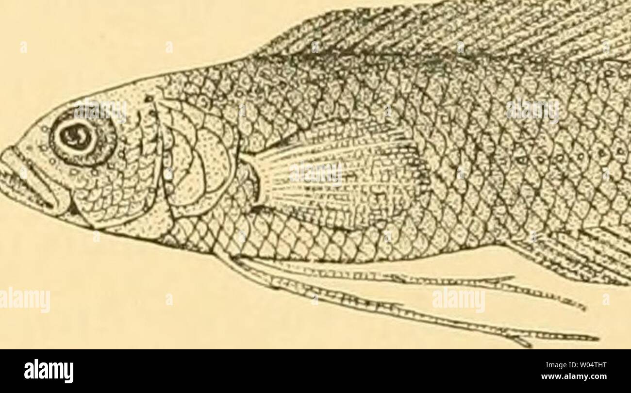 Archive image from page 284 of Die Fische der Siboga-expedition (1913). Die Fische der Siboga-expedition  diefischedersibo00webe Year: 1913  265 I. Nematochromis Amiac n. sp. Stat. 43. Bei der Insel Sarasa, Postillon-Inseln. 54 M. Korallenboden, i Ex. 33 mm. Stat. 305. Solor-Strasse. 113 M. Steiniger Boden, i Ex. 40 mm. D. 26—27; A. 15; P. 17; V. 1.3; 1.1. ca 40; Lt. 10—12. Körper zusammengedrückt, gestreckt, seine Höhe geht 5 mal in die Totallänge; der zugespitzte Kopf fast 4 mal. Kopf fast 1/3 niedriger als .seine Länge. In letztere geht das Auge 3 mal. Abstand der Augen geringer als die Häl Stock Photo