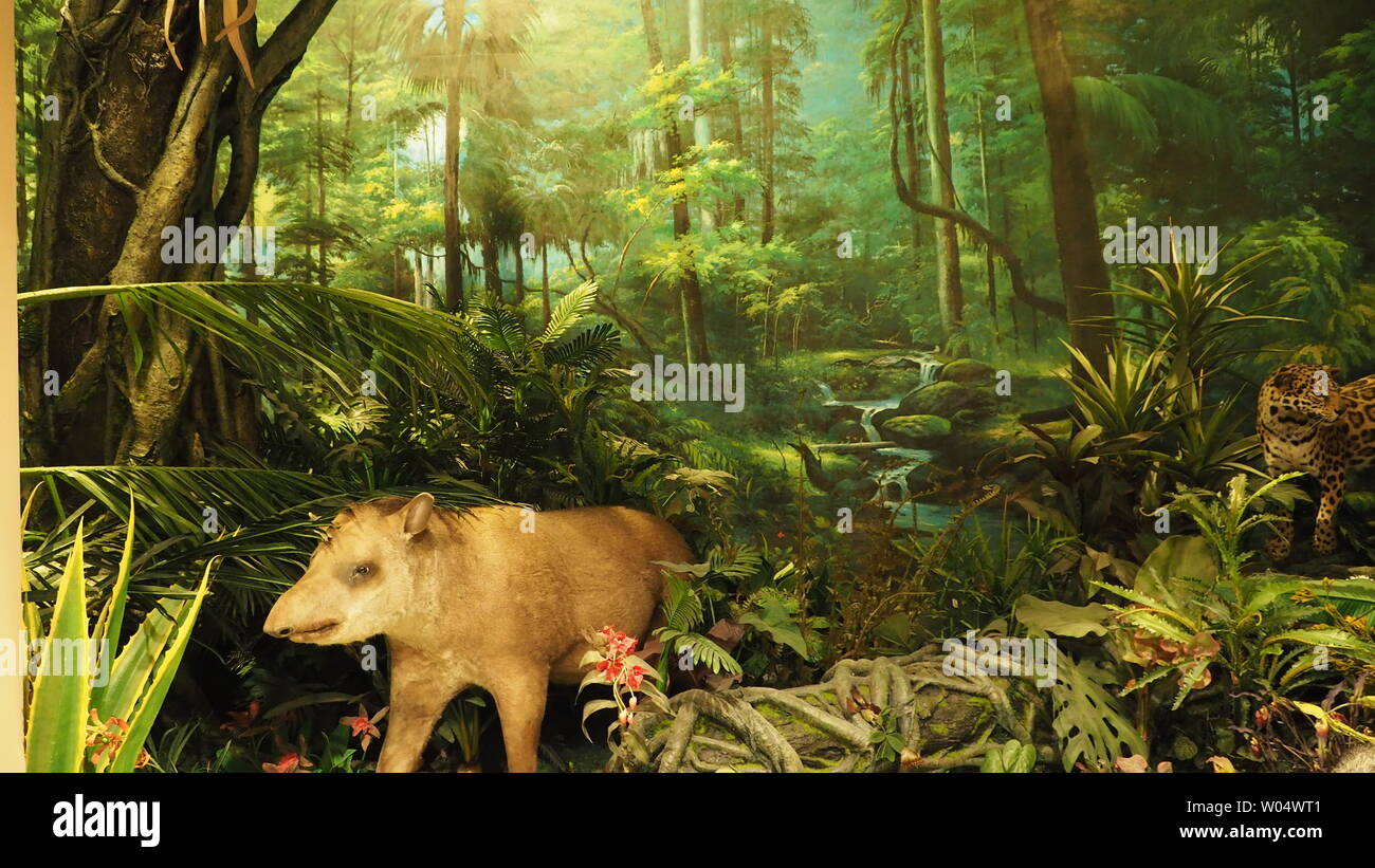 Animal specimens of forest boar at the Museum of Nature Stock Photo Alamy