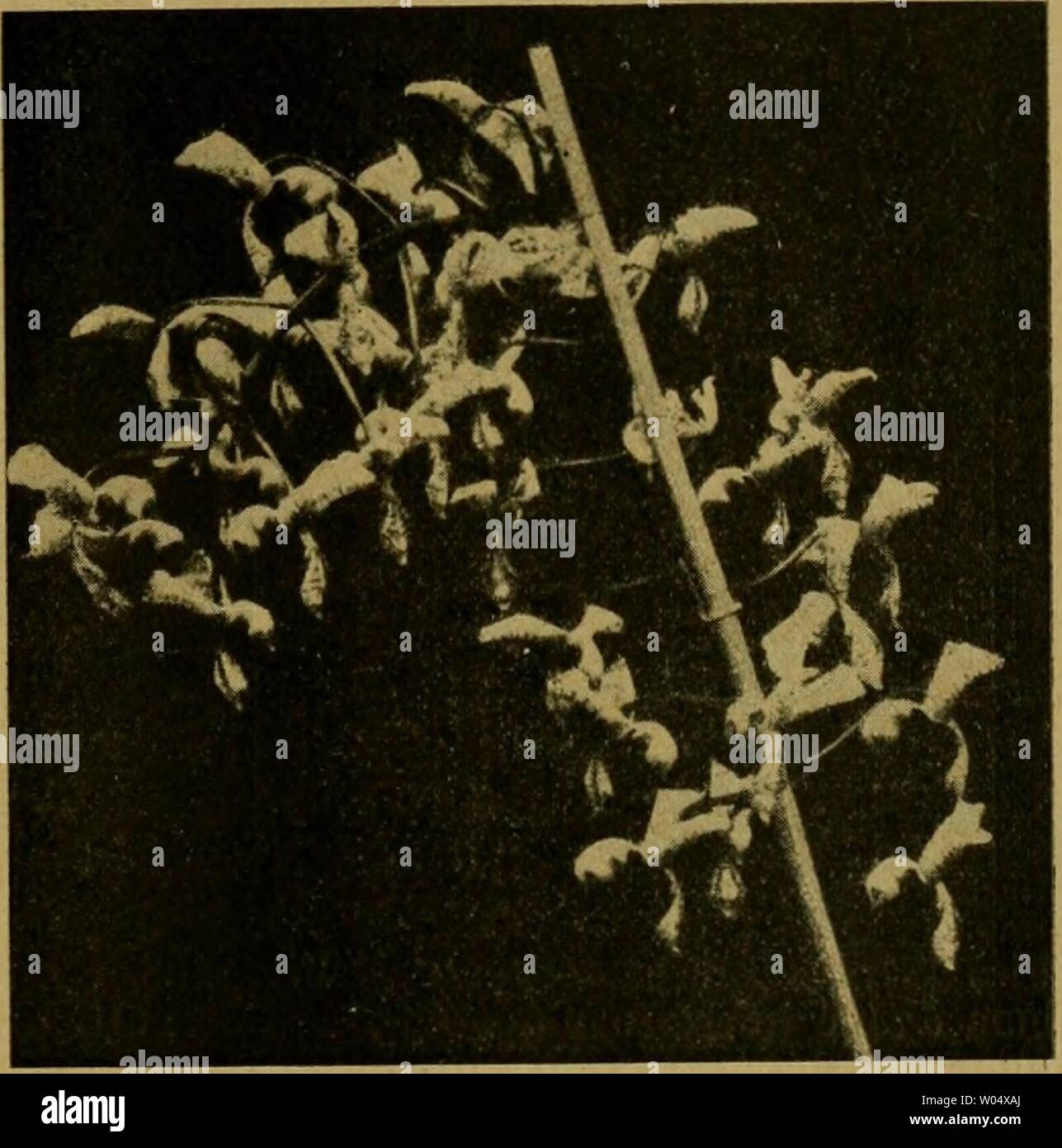 Archive image from page 288 of Die Entfaltungsbewegungen der Pflanzen