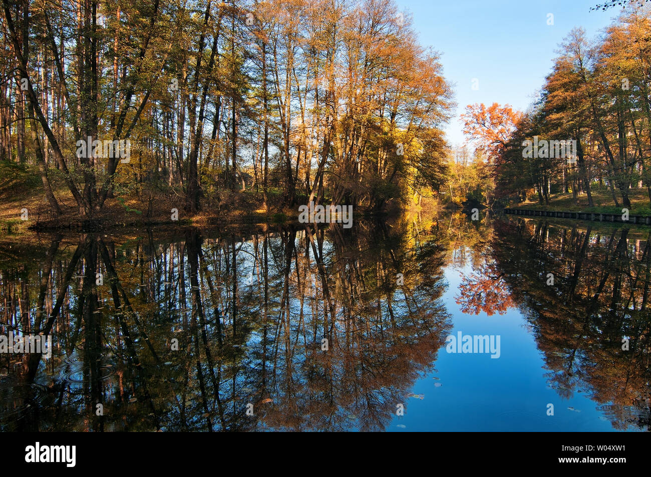 Lake with reflections of autumn trees with golden and red leaves Stock ...