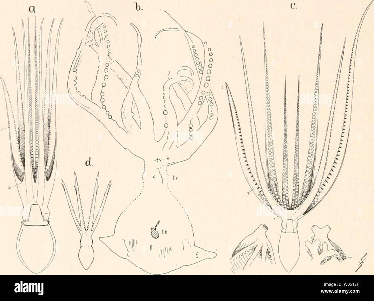 Archive image from page 295 of Die fossilen Tintenfische; eine paläozoologische. Die fossilen Tintenfische; eine paläozoologische Monographie  diefossilentinte00naef Year: 1922  286 V. Teil: Die Octopoda oder Kraken-artigen Tintenfische. gänzung. Man vergleiche damit die Wiederherstellung durch Dollo (1912, p. 126, auch bei Abel 1916, p. 83), die kaum sehr glücklich ist. Besonders ähnlich ist das Tier einem jungen O. macropus (Fig. 97 d). In der Einreihigkeit der Saugnäpfe schließt es sich an die rezenten Eledone-Arten an [a). Von allen Poly- podoiden weicht es aber durch den Besitz echter Flo Stock Photo