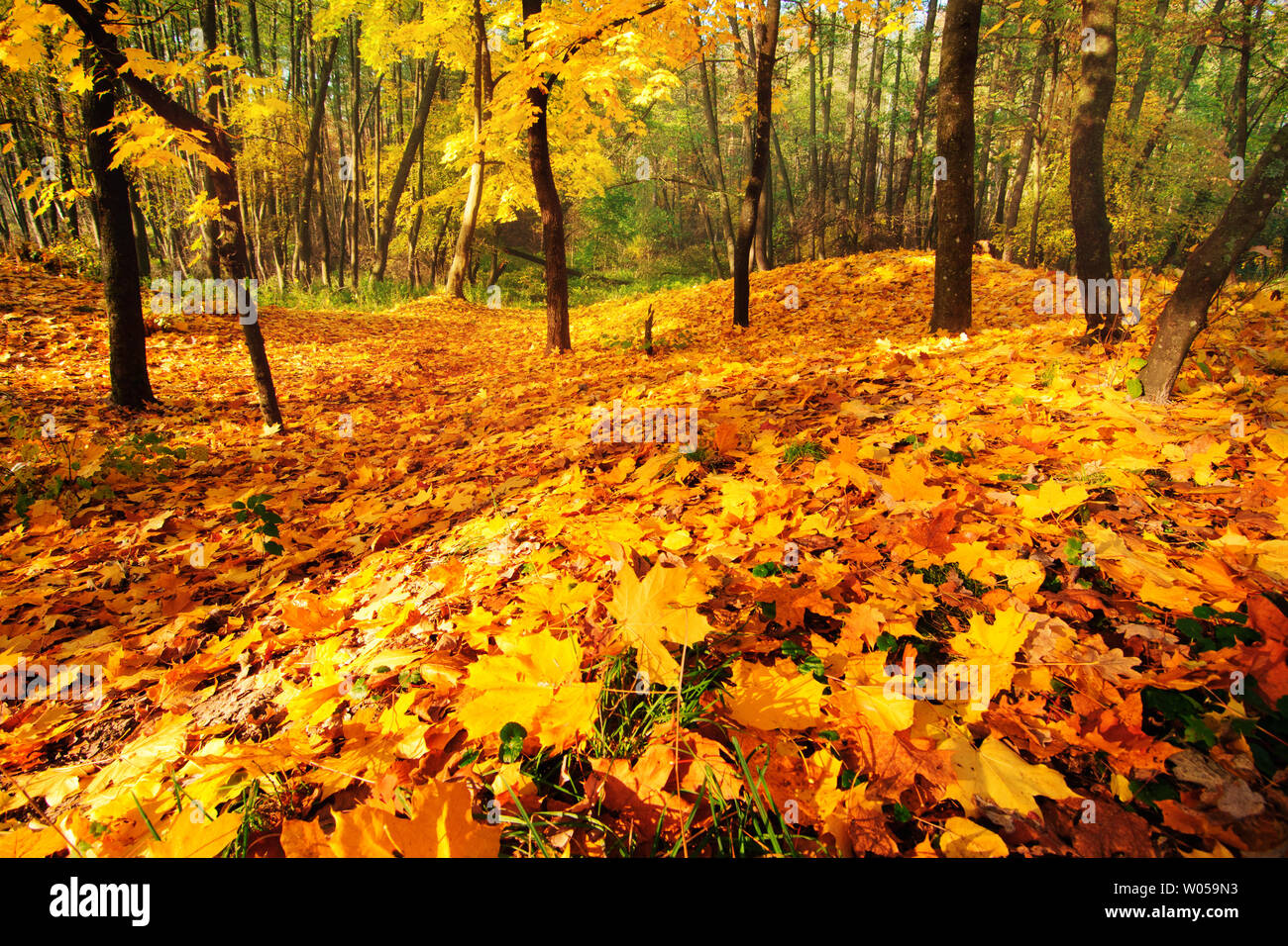 Fall forest with golden maple leaves covering the ground Stock Photo ...