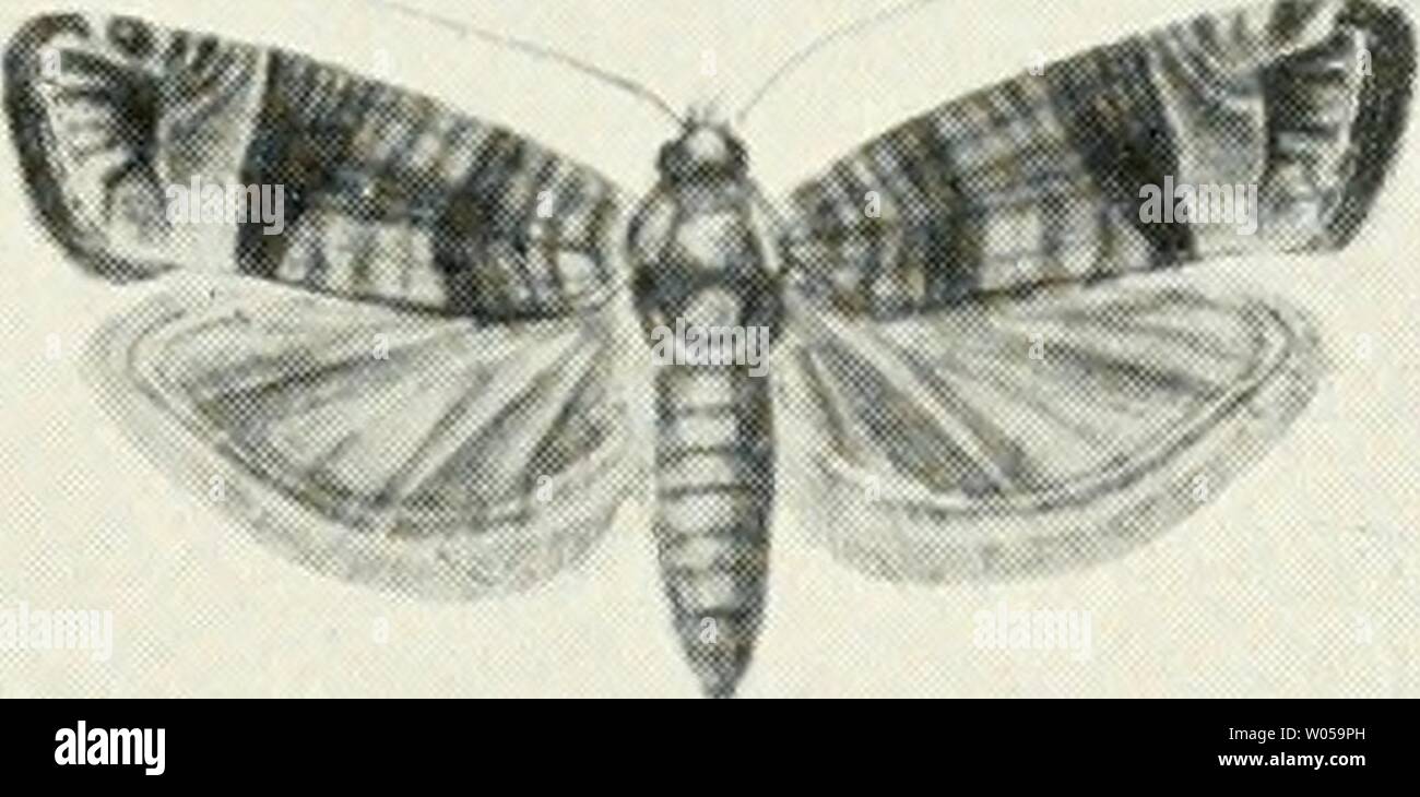 Archive image from page 314 of Die forstinsekten Mitteleuropas Ein lehr- Stock Photo