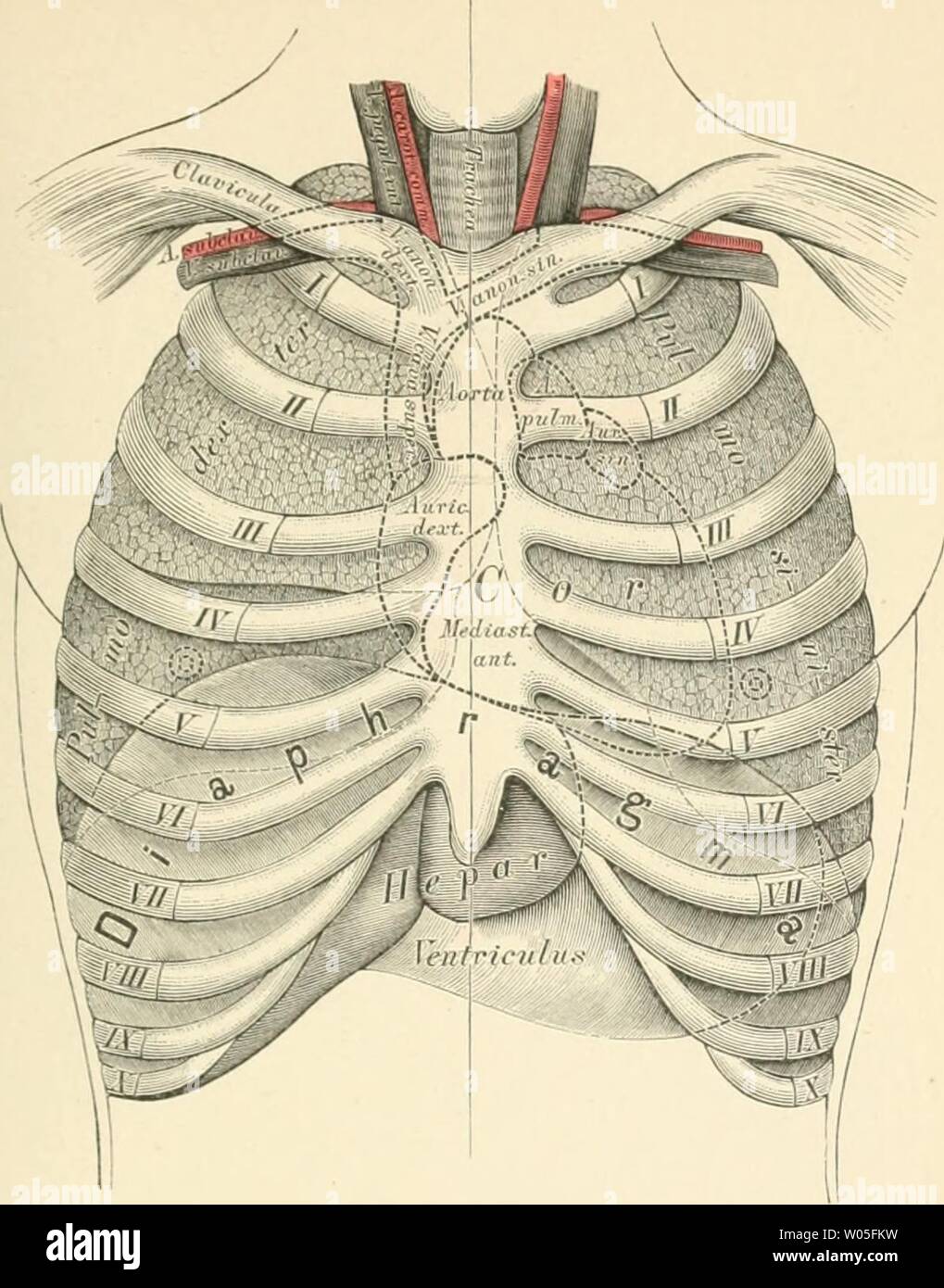 Archive image from page 336 of Die descriptive und topographische Anatomie Stock Photo