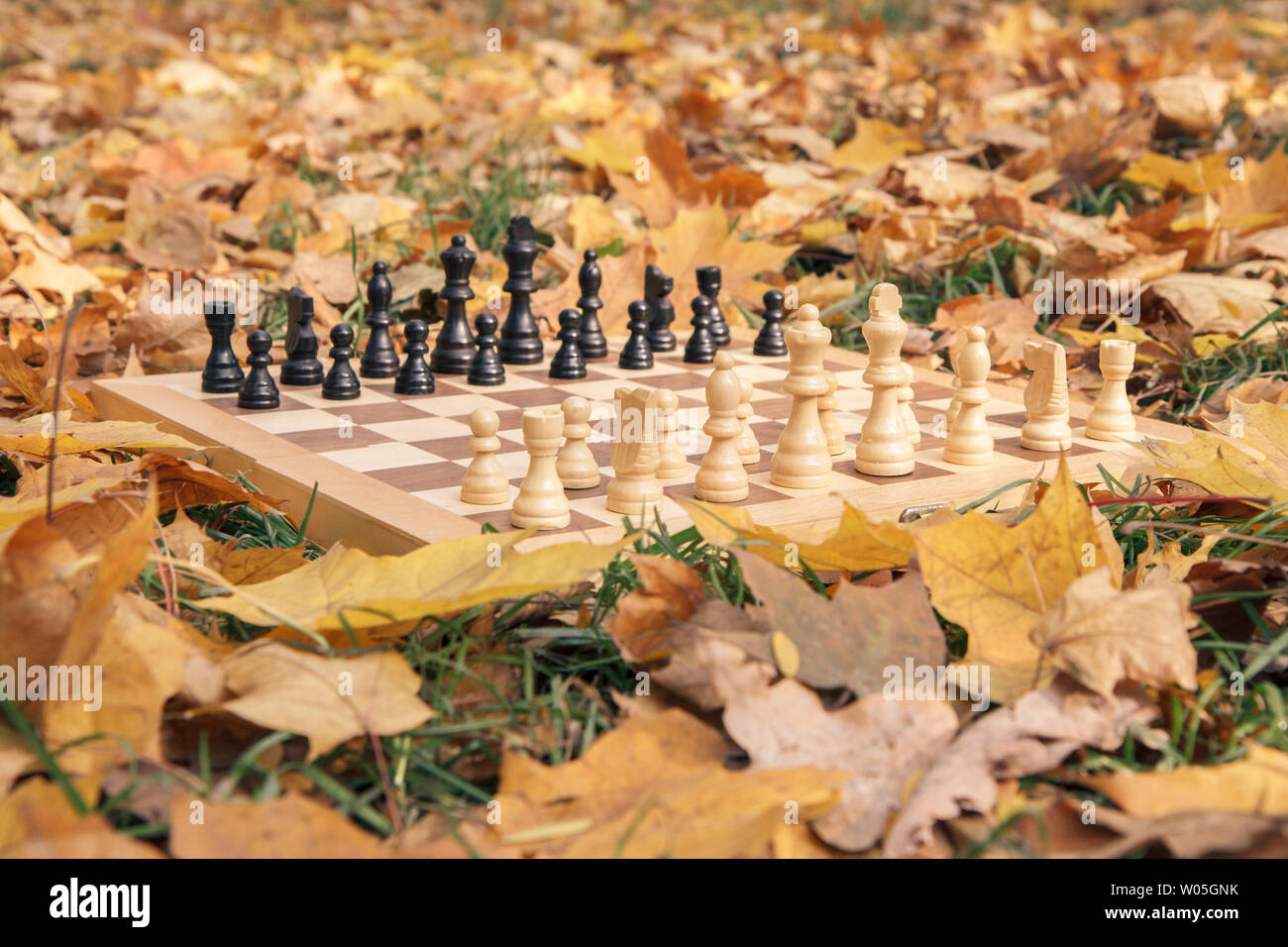 Wooden chessboard and pieces on a grassy ground covered with dry yellow leaves in the city park. Focus on white pieces. Stock Photo