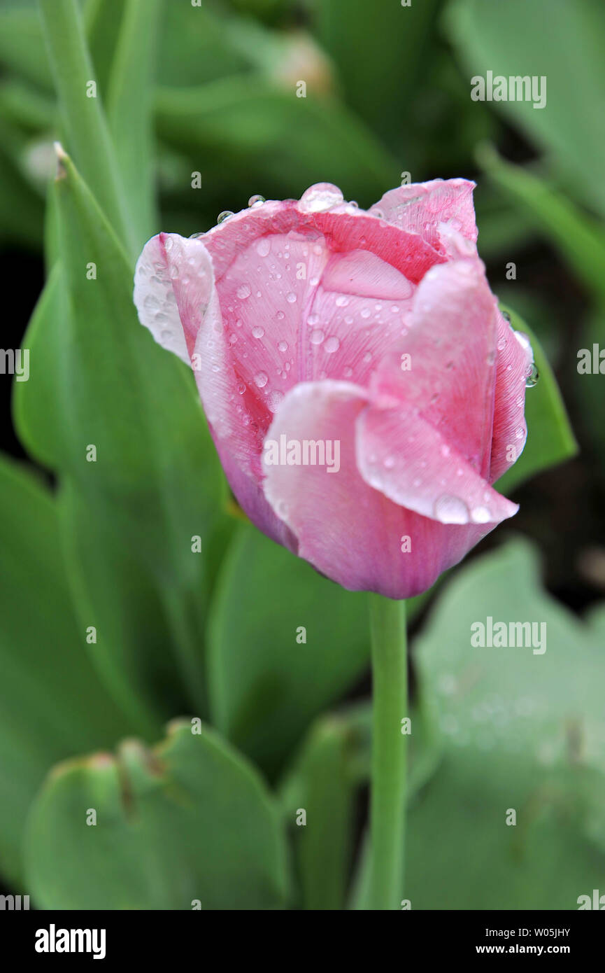 Pretty tulip flowers Stock Photo