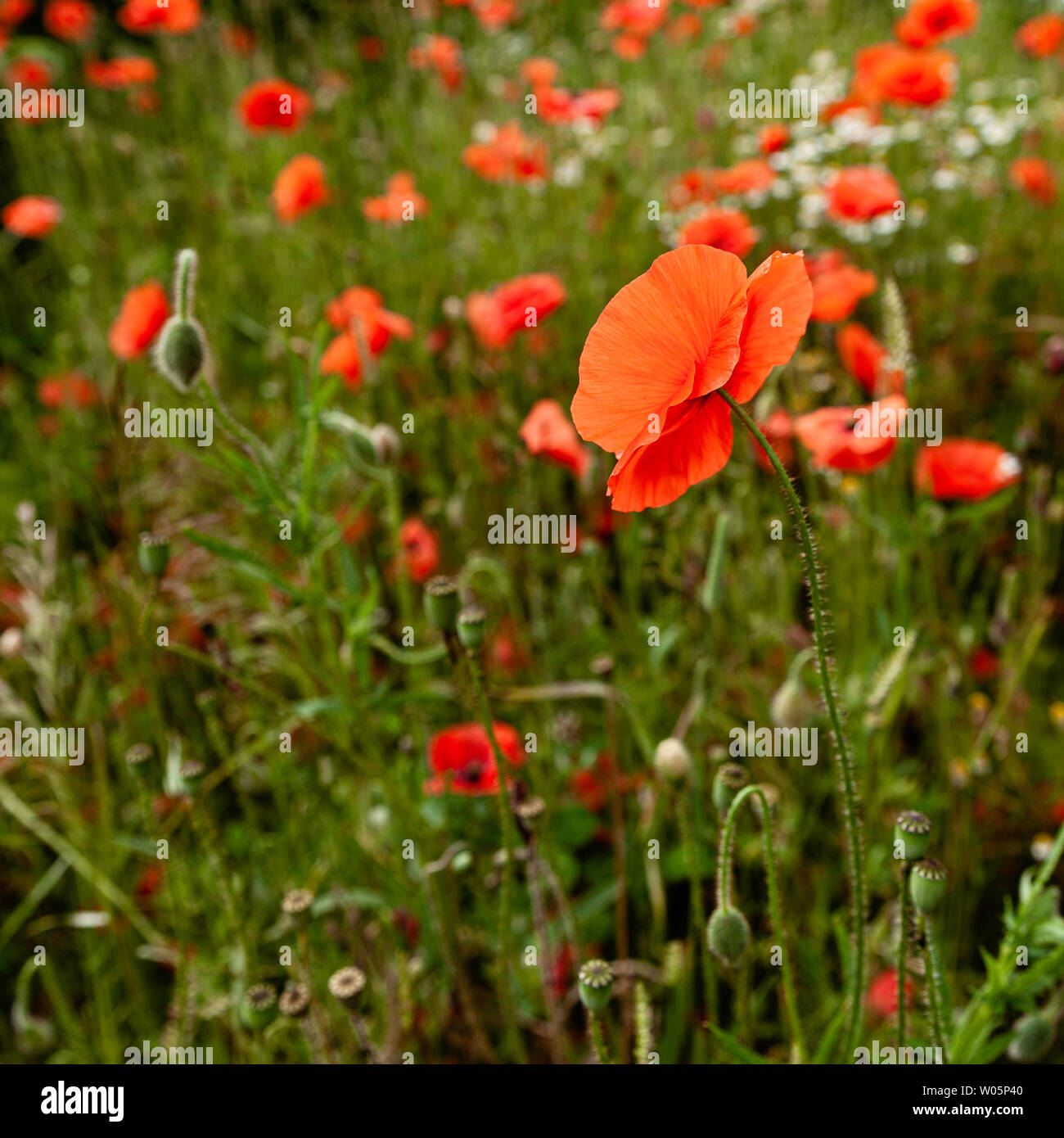 Poppies on summer meadow hi-res stock photography and images - Alamy