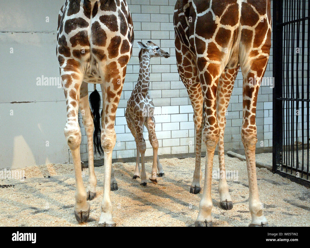 A new baby female giraffe is dwarfed by her mother Suzy (L) and another female giraffe four days after she was born at the St. Louis Zoo in St. Louis on November 14, 2003. The baby giraffe born on November 11, stands six-foot-tall and weighs 147 pounds. She will grow to about 19-feet-tall. (UPI Photo/Bill Greenblatt) Stock Photo