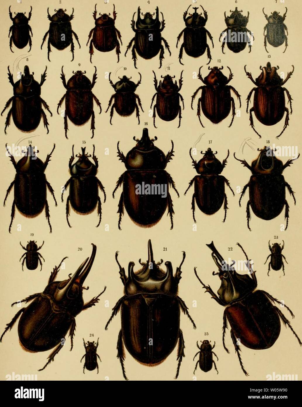 Heterogomphus hi-res stock photography and images - Alamy
